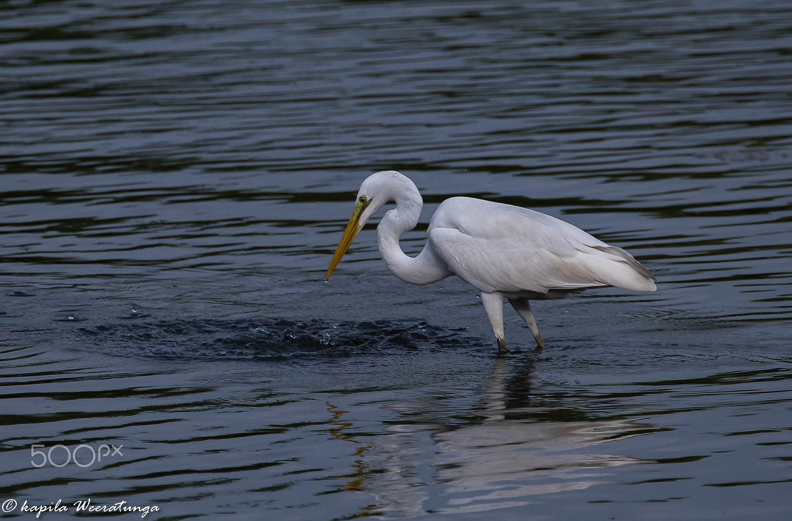 Nikon D500 + Sigma 150-600mm F5-6.3 DG OS HSM | S sample photo