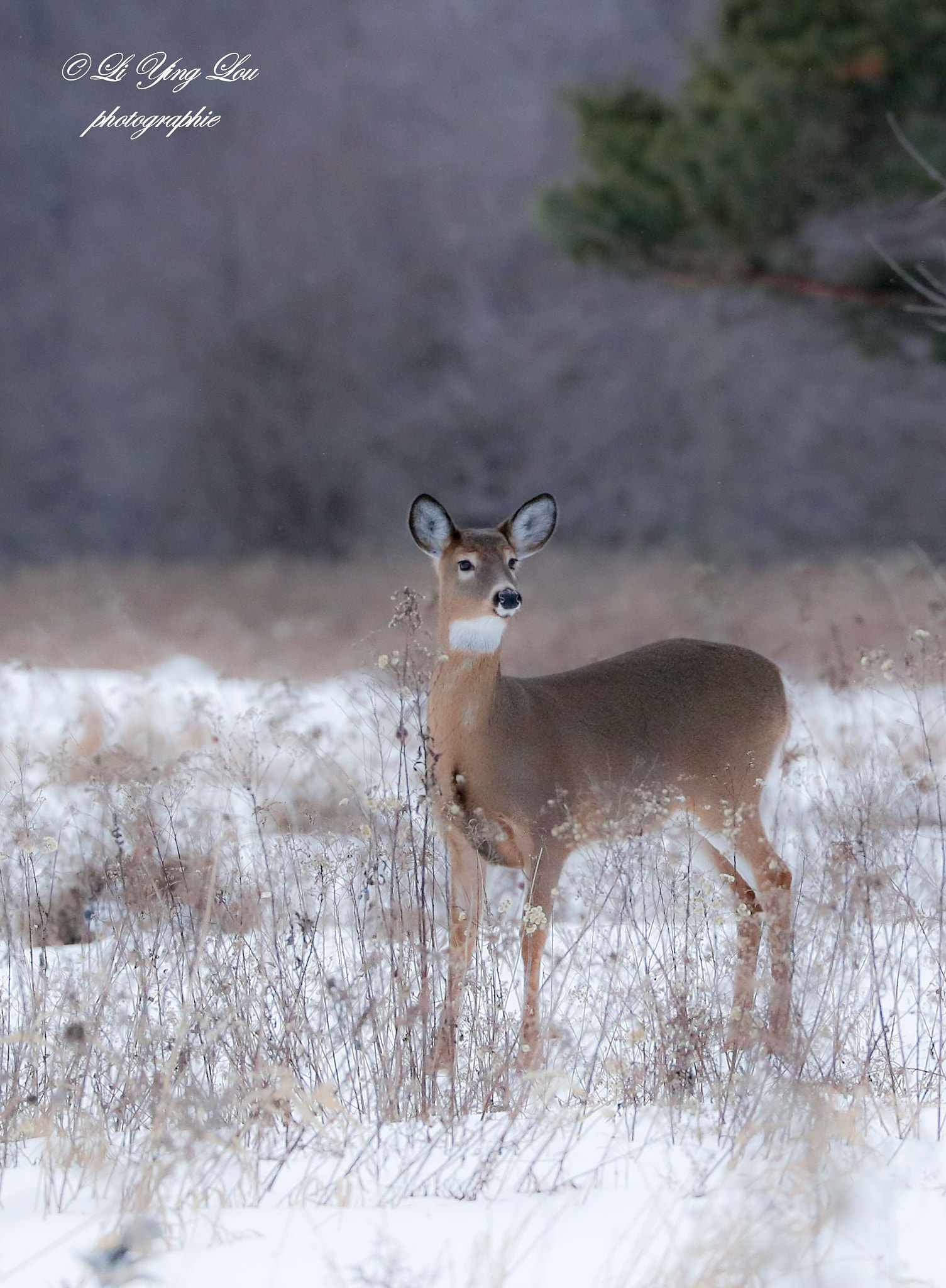 Canon EOS-1D X Mark II sample photo. Cerf de virginie\virginia deer photography