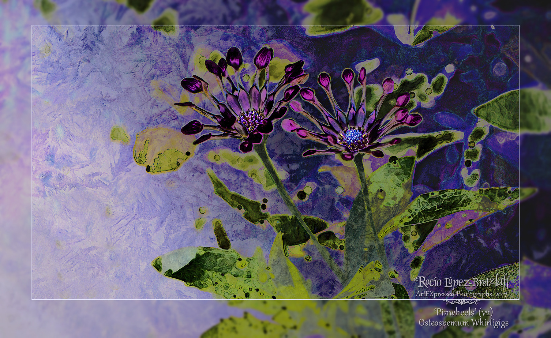 Canon EF-S 55-250mm F4-5.6 IS sample photo. "pinwheels' (v2) photography