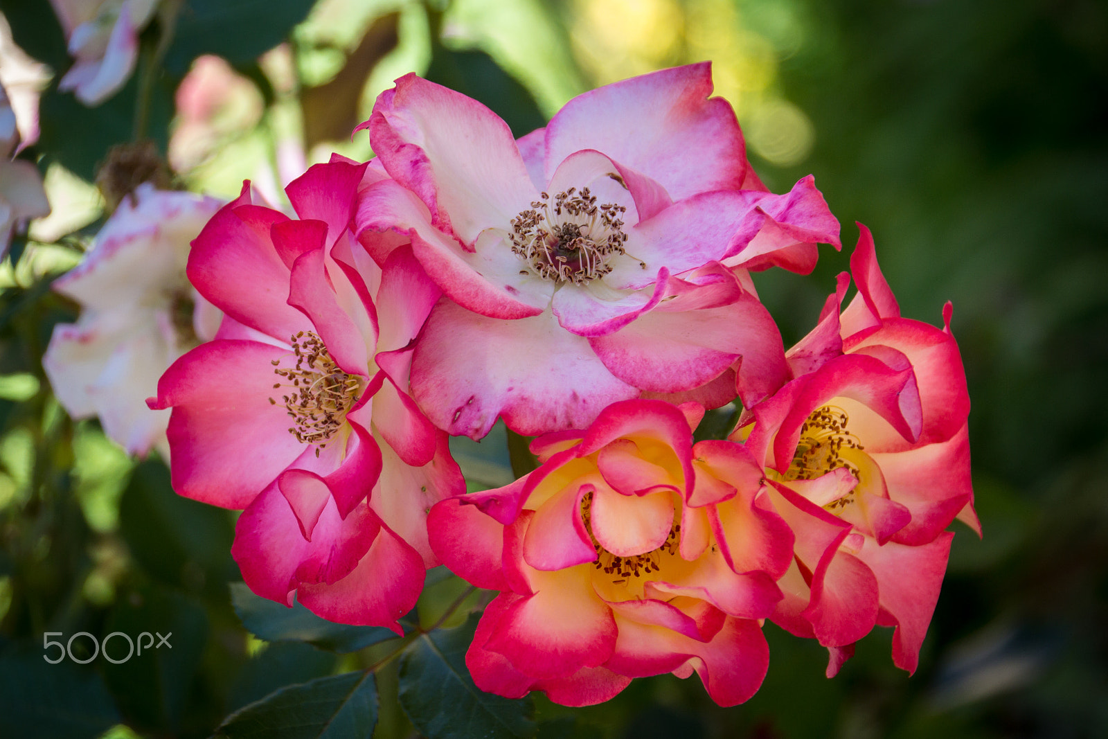 Canon EOS 600D (Rebel EOS T3i / EOS Kiss X5) sample photo. Pink floral cluster photography