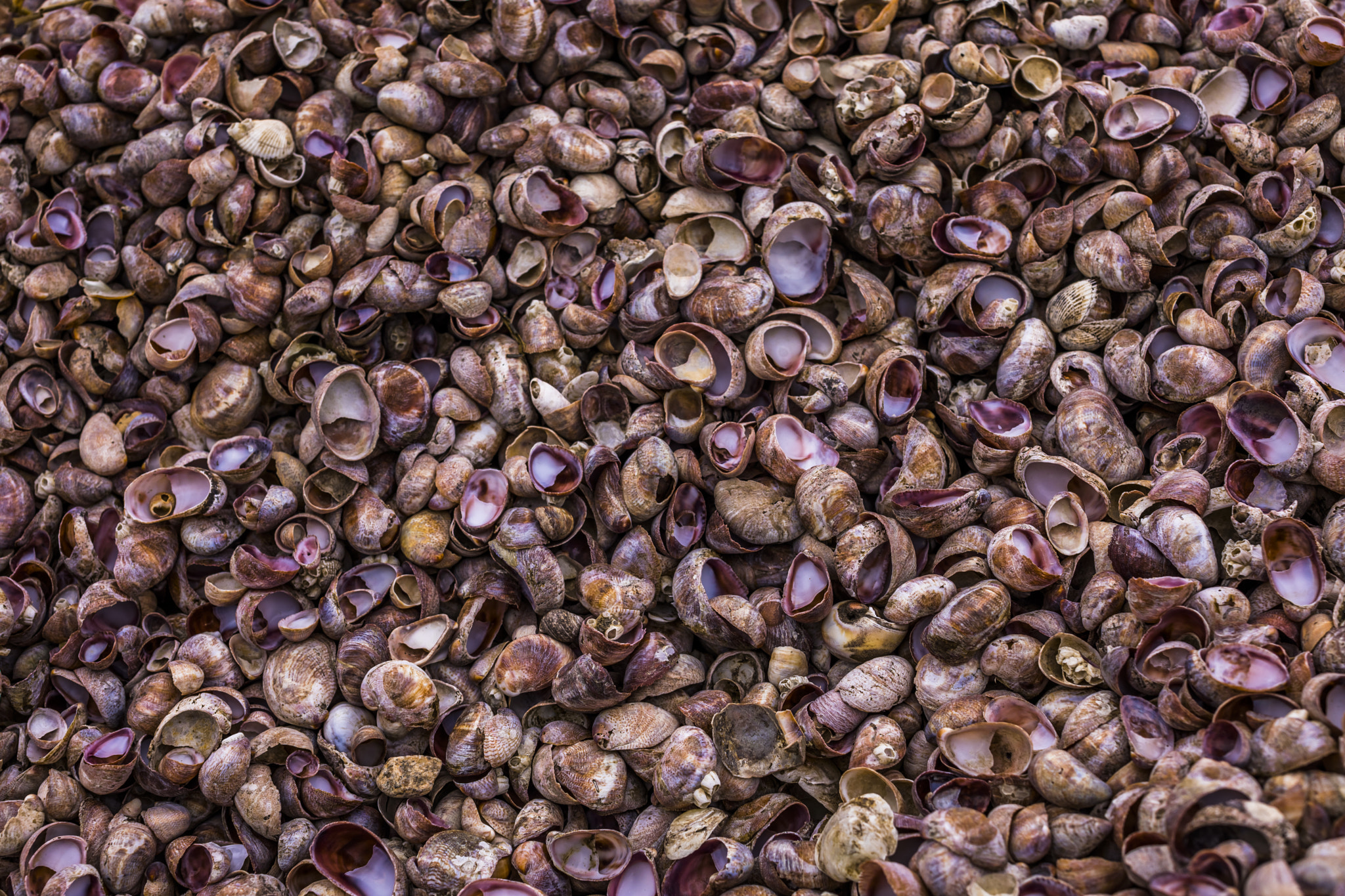 Canon EF 50mm F1.2L USM sample photo. Shell beach photography