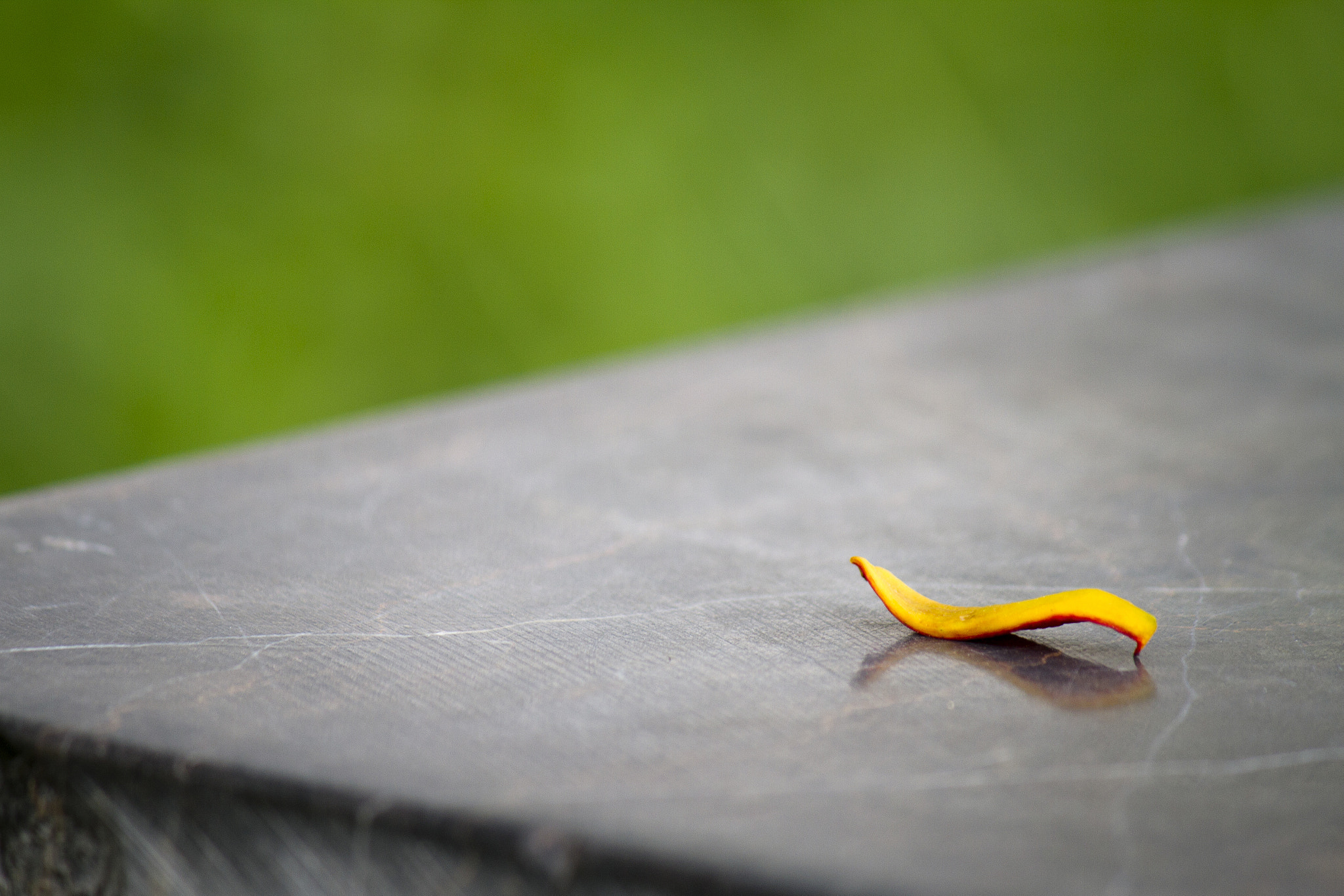 Canon EF-S 55-250mm F4-5.6 IS II sample photo. A yellow silently photography
