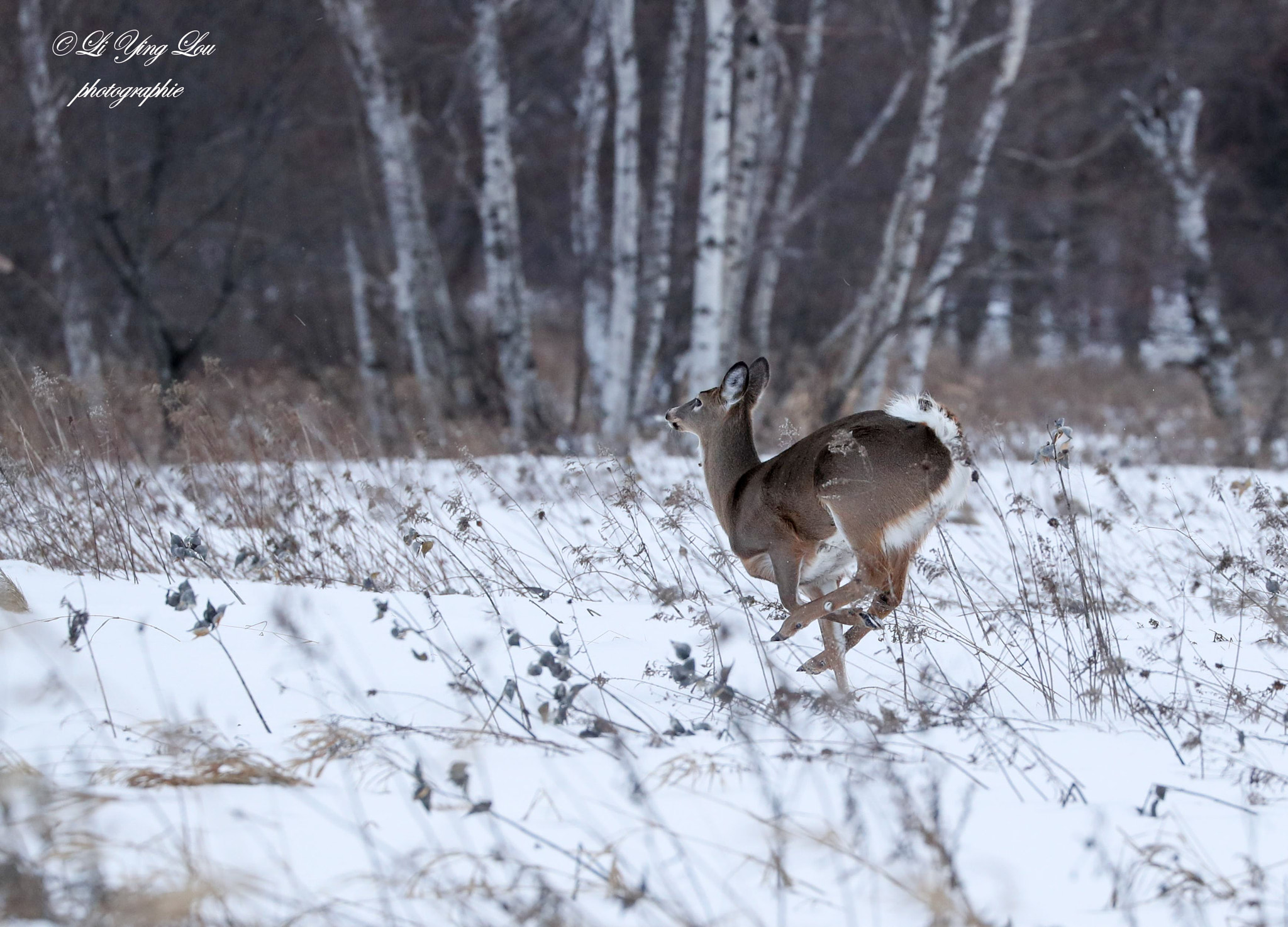 Canon EOS-1D X Mark II sample photo. Fuir\to run away photography