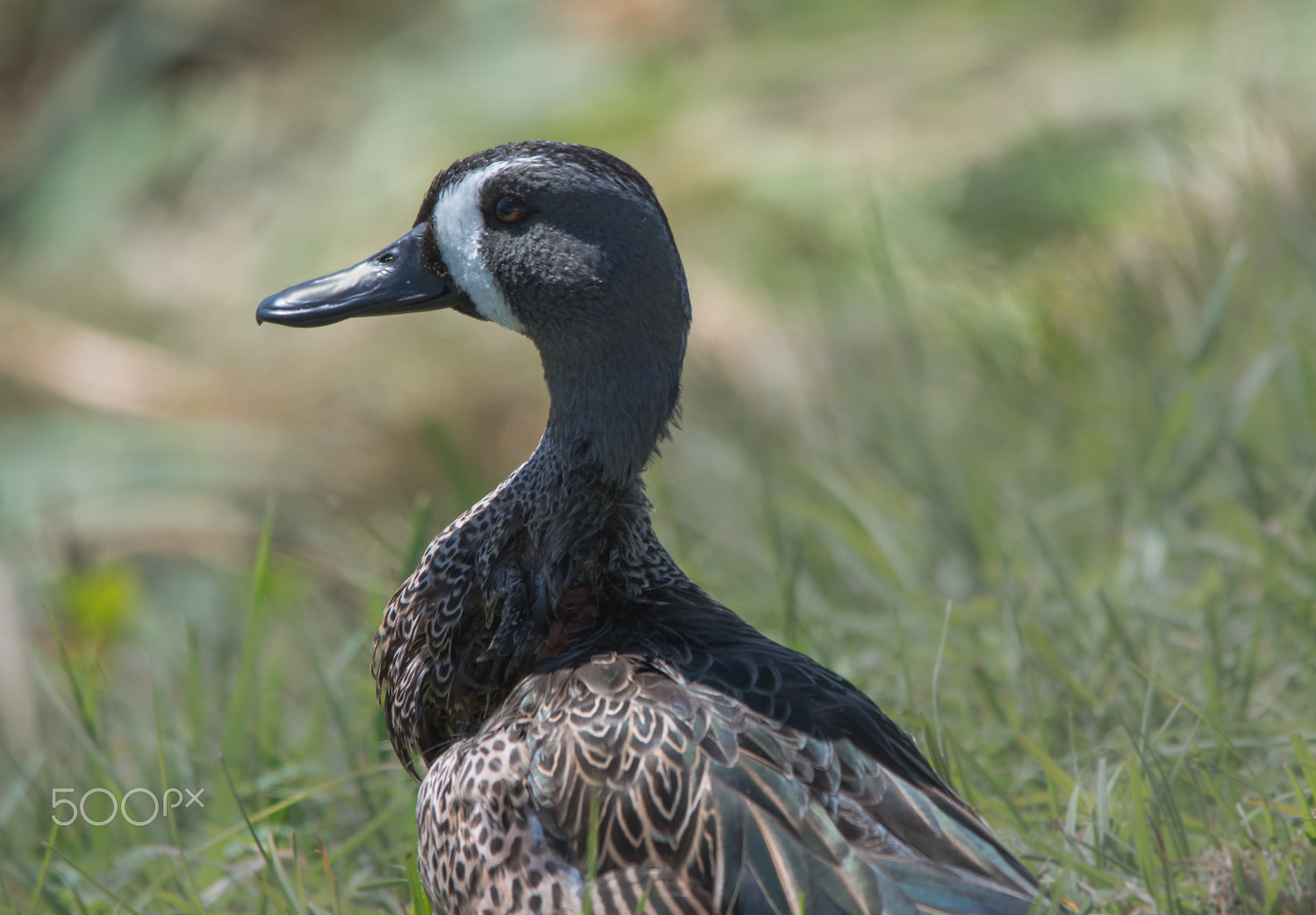 Sigma 150-500mm F5-6.3 DG OS HSM sample photo. Drake photography