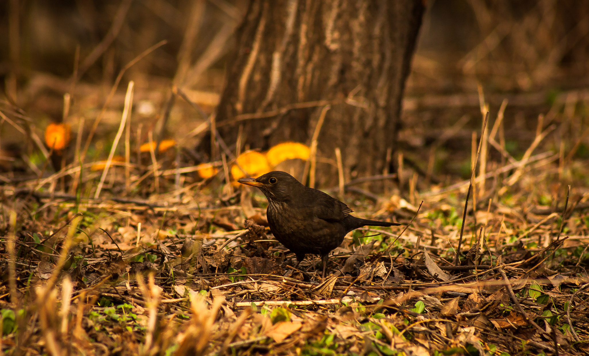 Canon EOS 50D + EF75-300mm f/4-5.6 sample photo. Hello photography