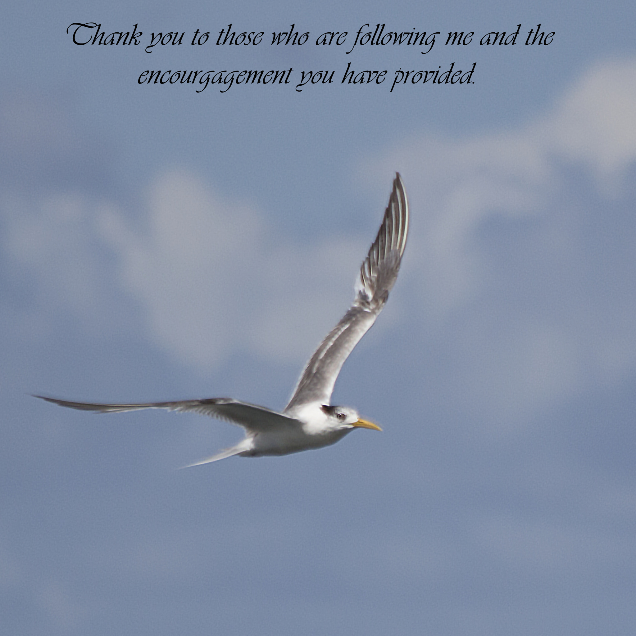 Canon EF 70-300mm F4-5.6 IS USM sample photo. Thank you photography