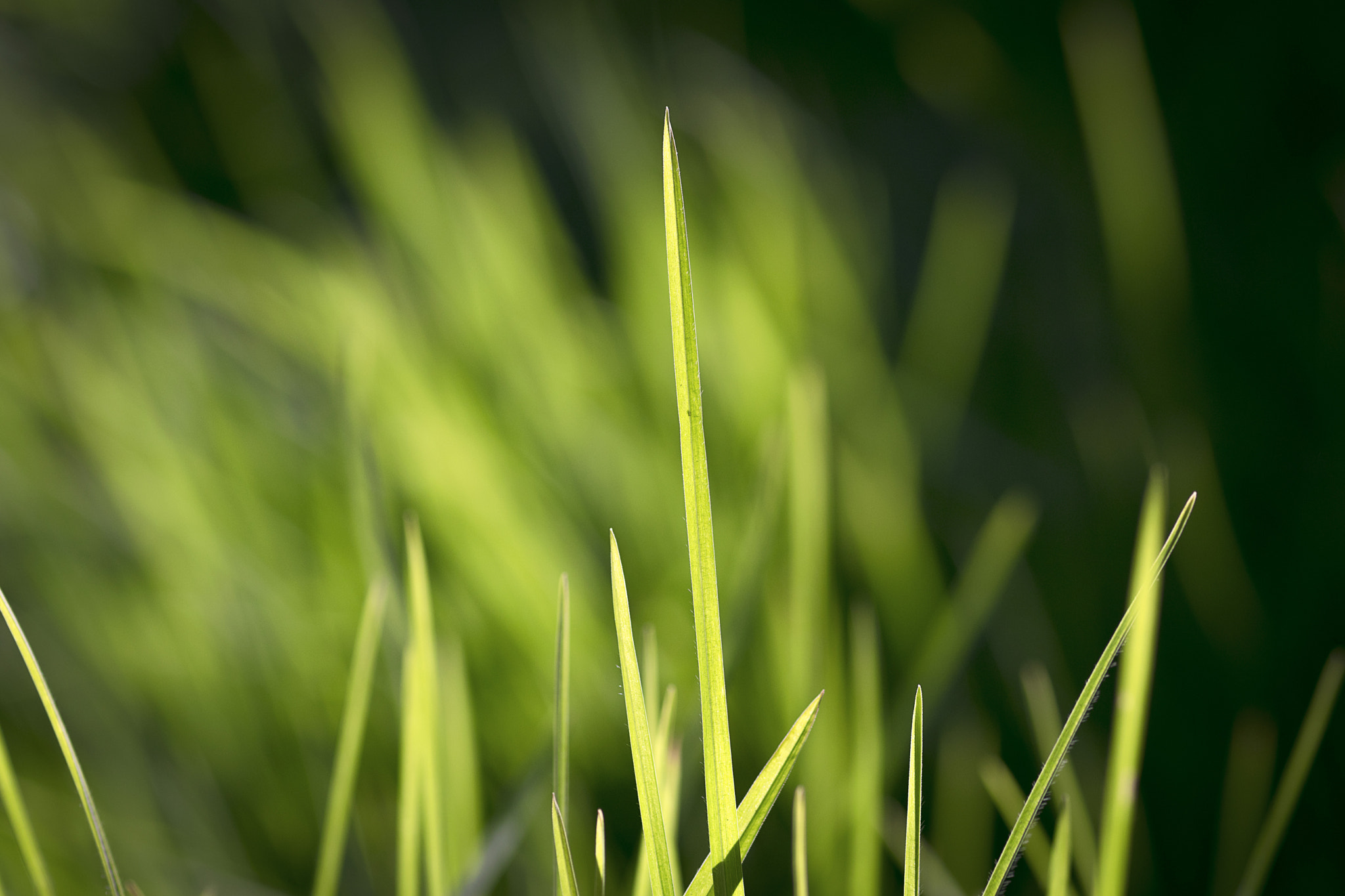 Nikon AF-S Micro-Nikkor 105mm F2.8G IF-ED VR sample photo. Dsc photography