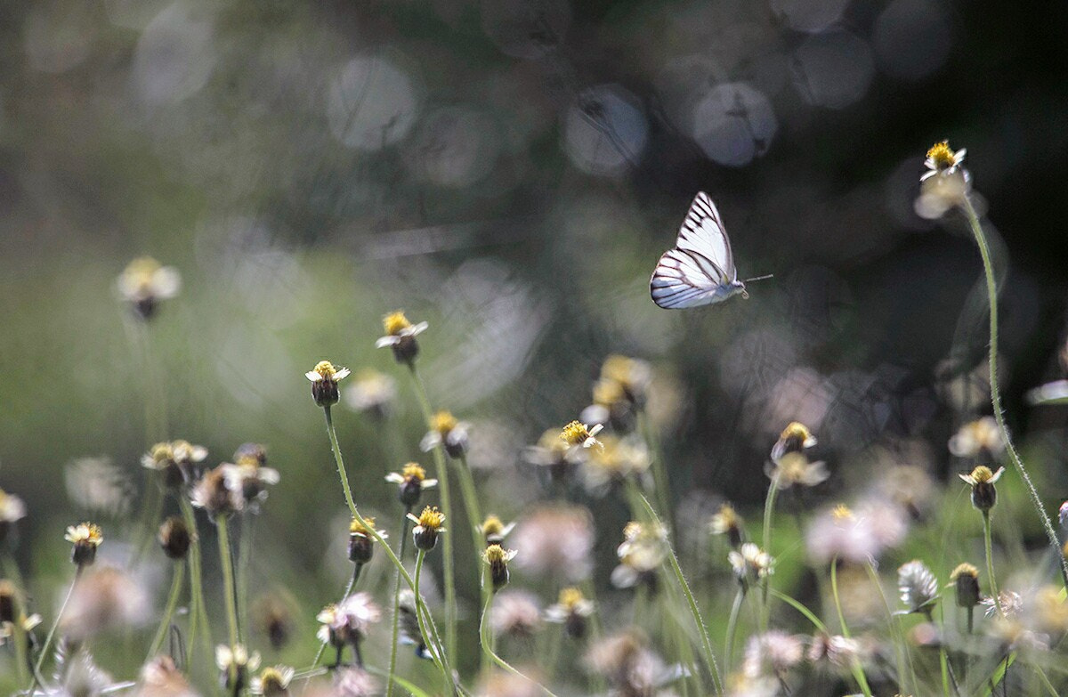Sigma 150-500mm F5-6.3 DG OS HSM sample photo