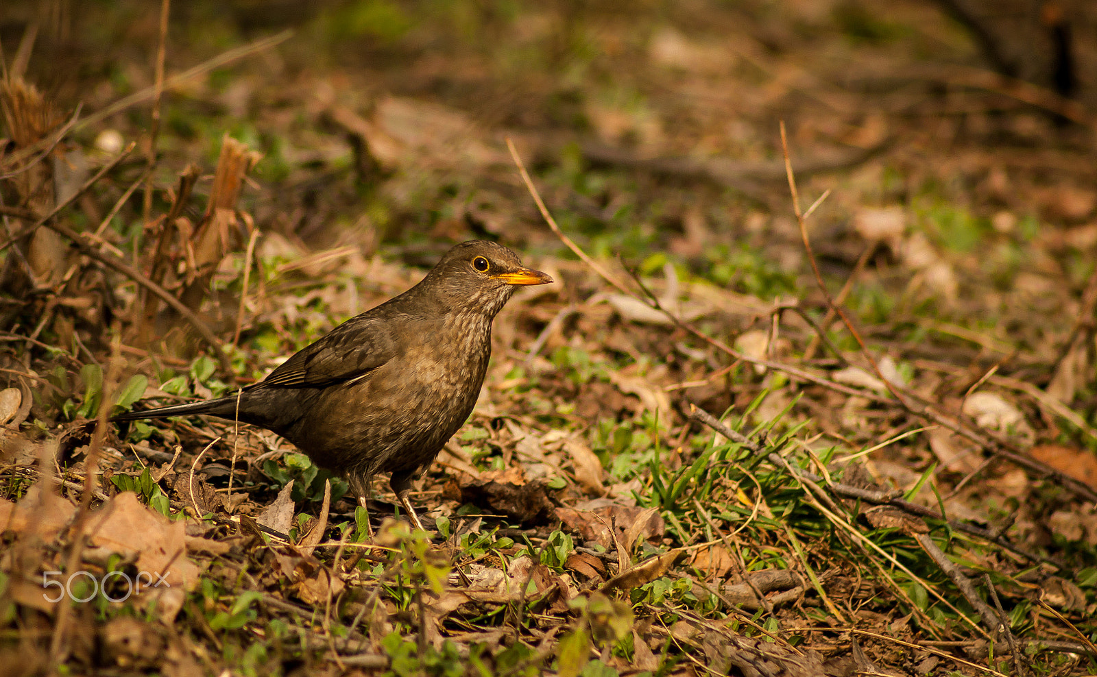 EF75-300mm f/4-5.6 sample photo. Hello 2 you to photography