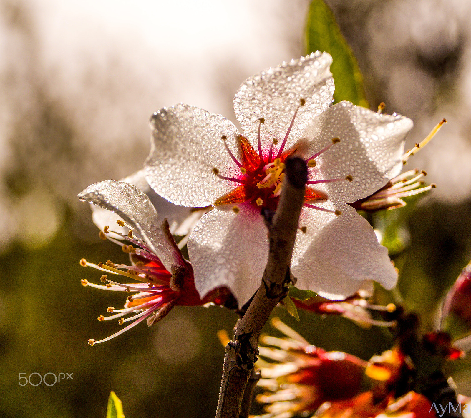 Sony SLT-A58 + Sony DT 18-55mm F3.5-5.6 SAM sample photo. Flowers from morocco photography