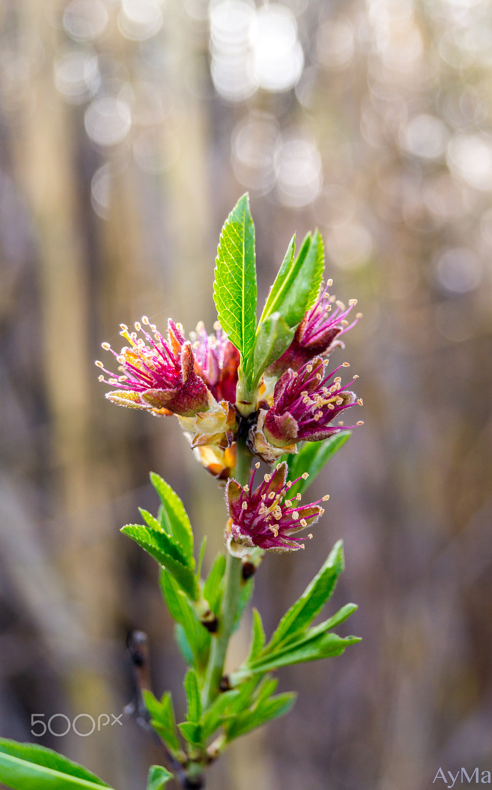 Sony SLT-A58 + Sony DT 18-55mm F3.5-5.6 SAM sample photo. Flowers from morocco photography