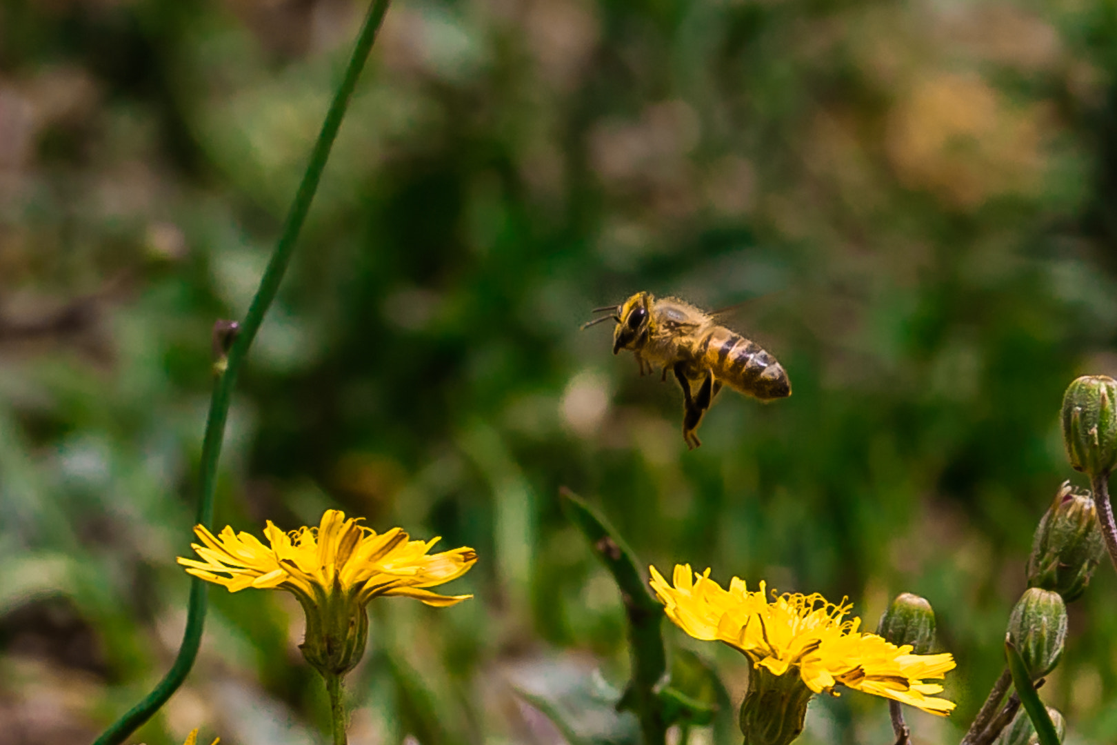Sigma 105mm F2.8 EX DG OS HSM sample photo. From flower to flower photography