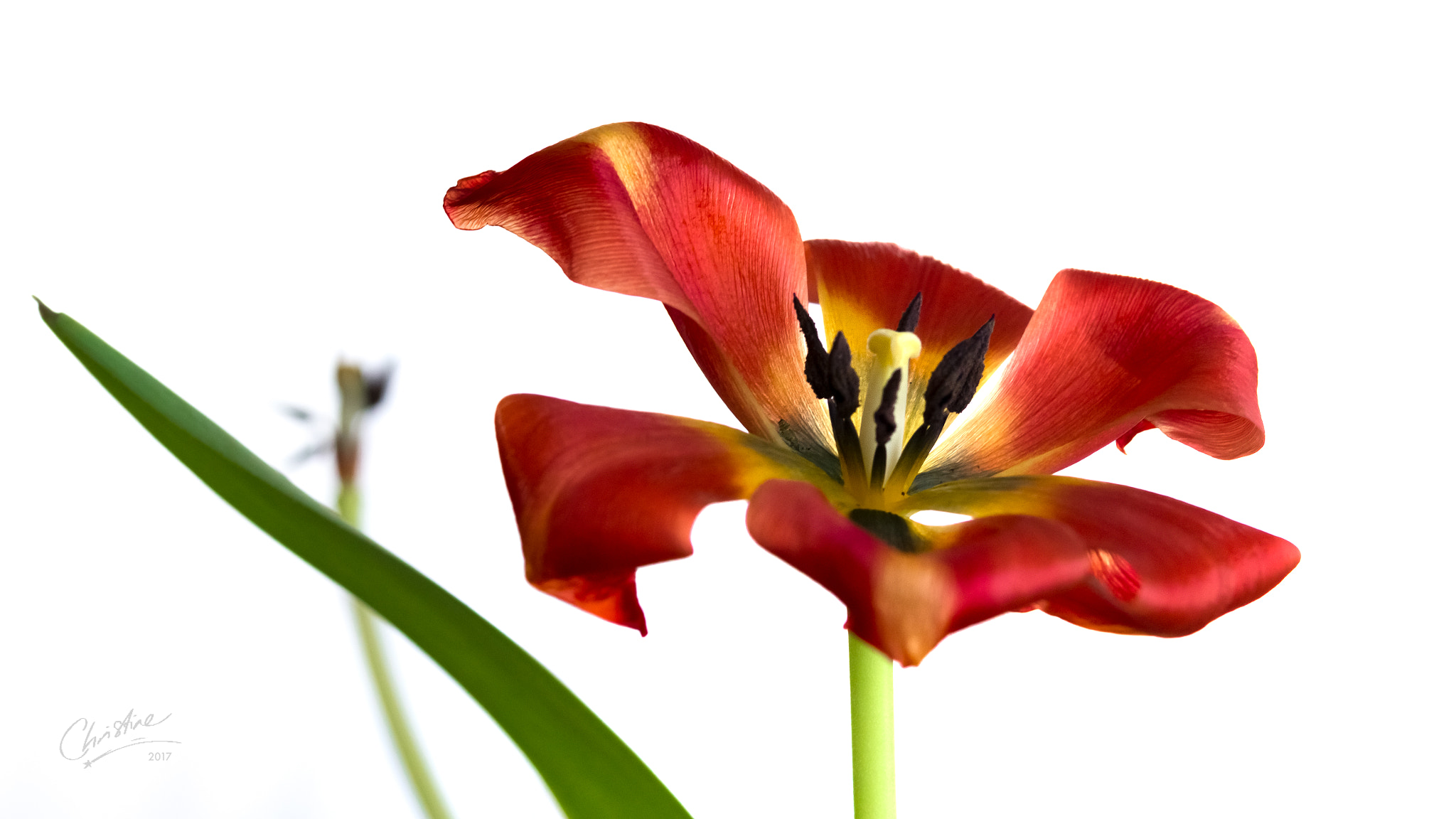 Canon EF-S 60mm F2.8 Macro USM sample photo. Wilting tulip photography