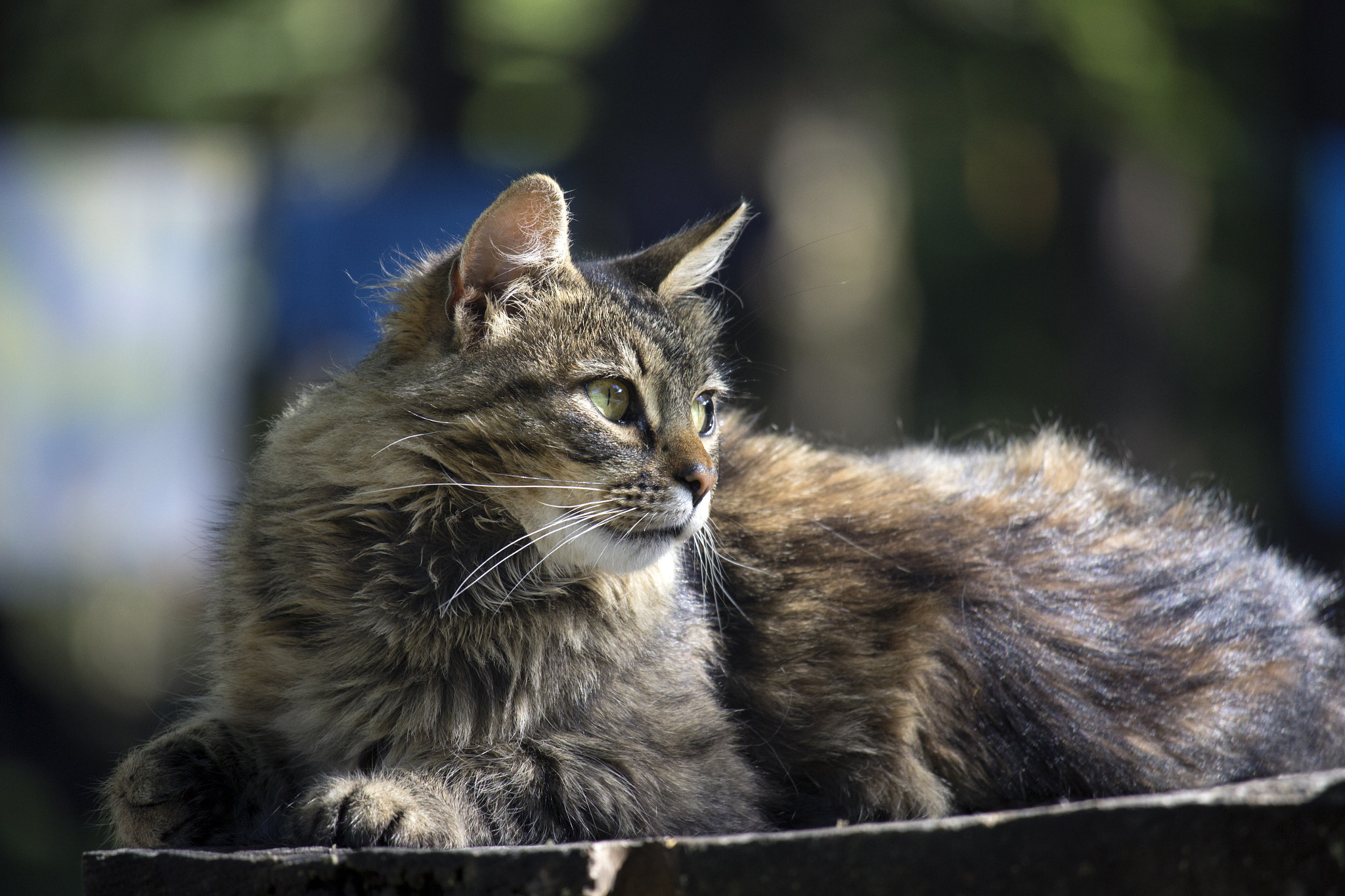 Canon EF-S 55-250mm F4-5.6 IS STM sample photo. Gato de los laguitos photography