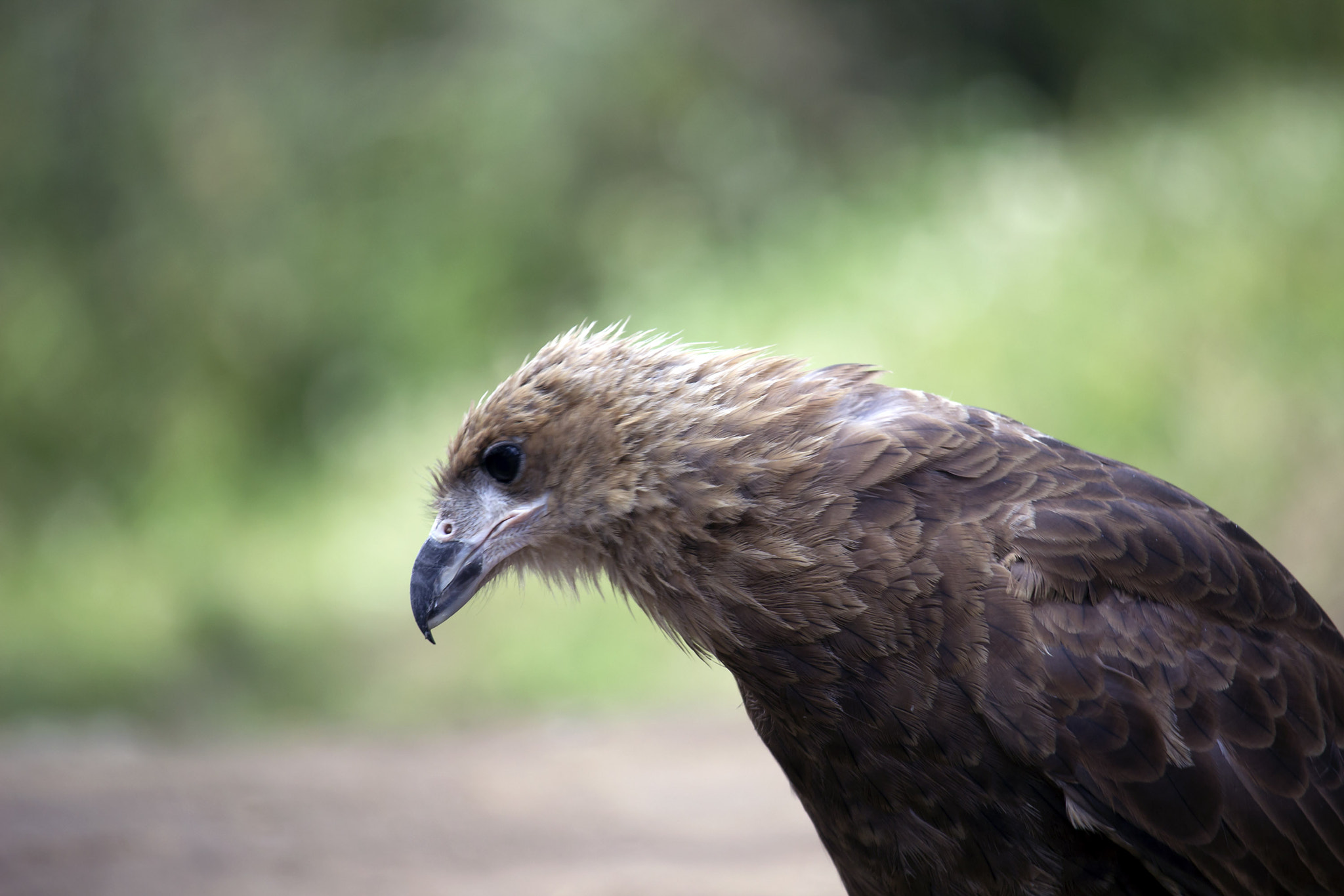 Canon EF-S 55-250mm F4-5.6 IS STM sample photo. Aguilucho photography