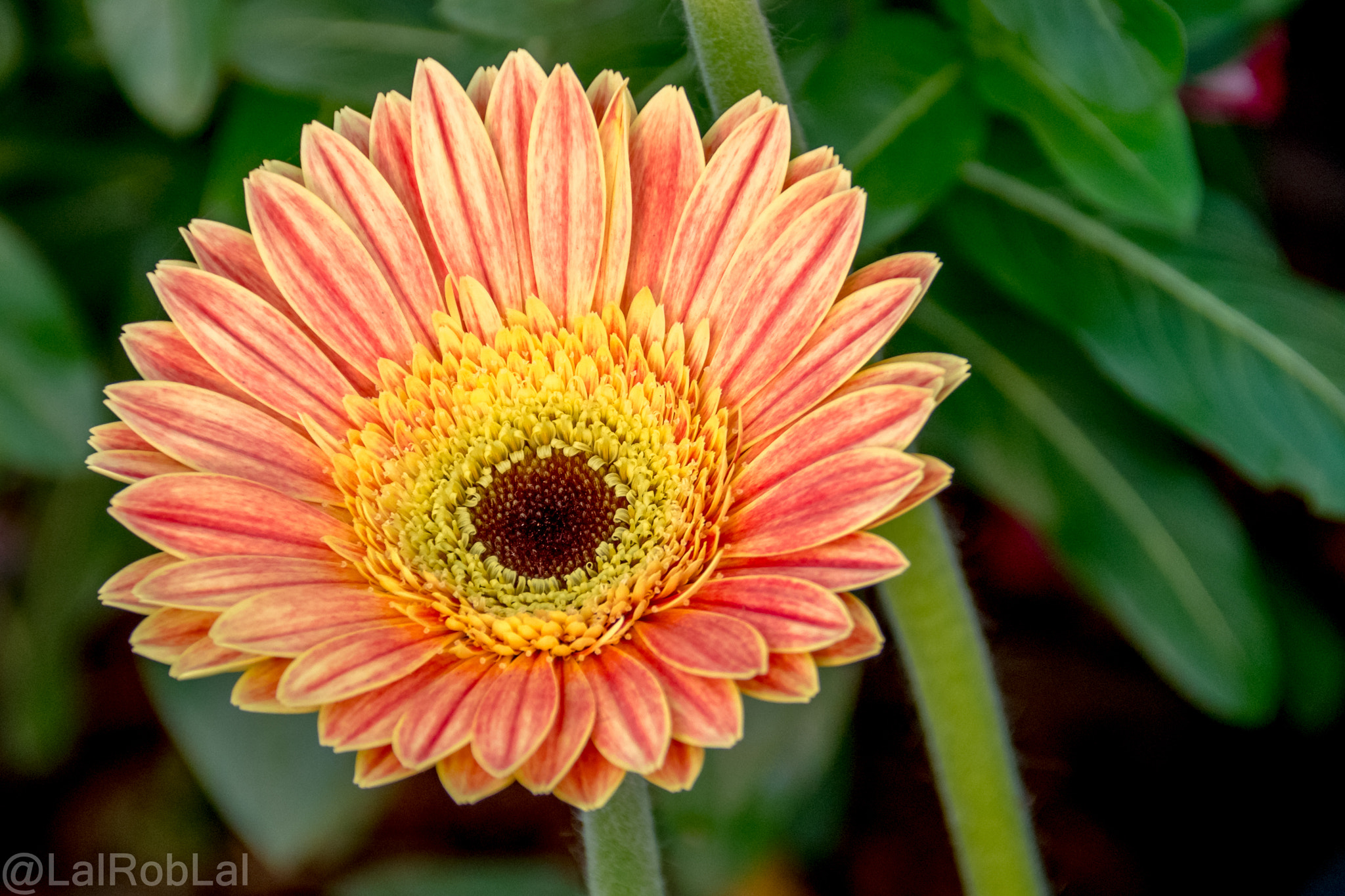 Nikon D5500 sample photo. Gerbera photography
