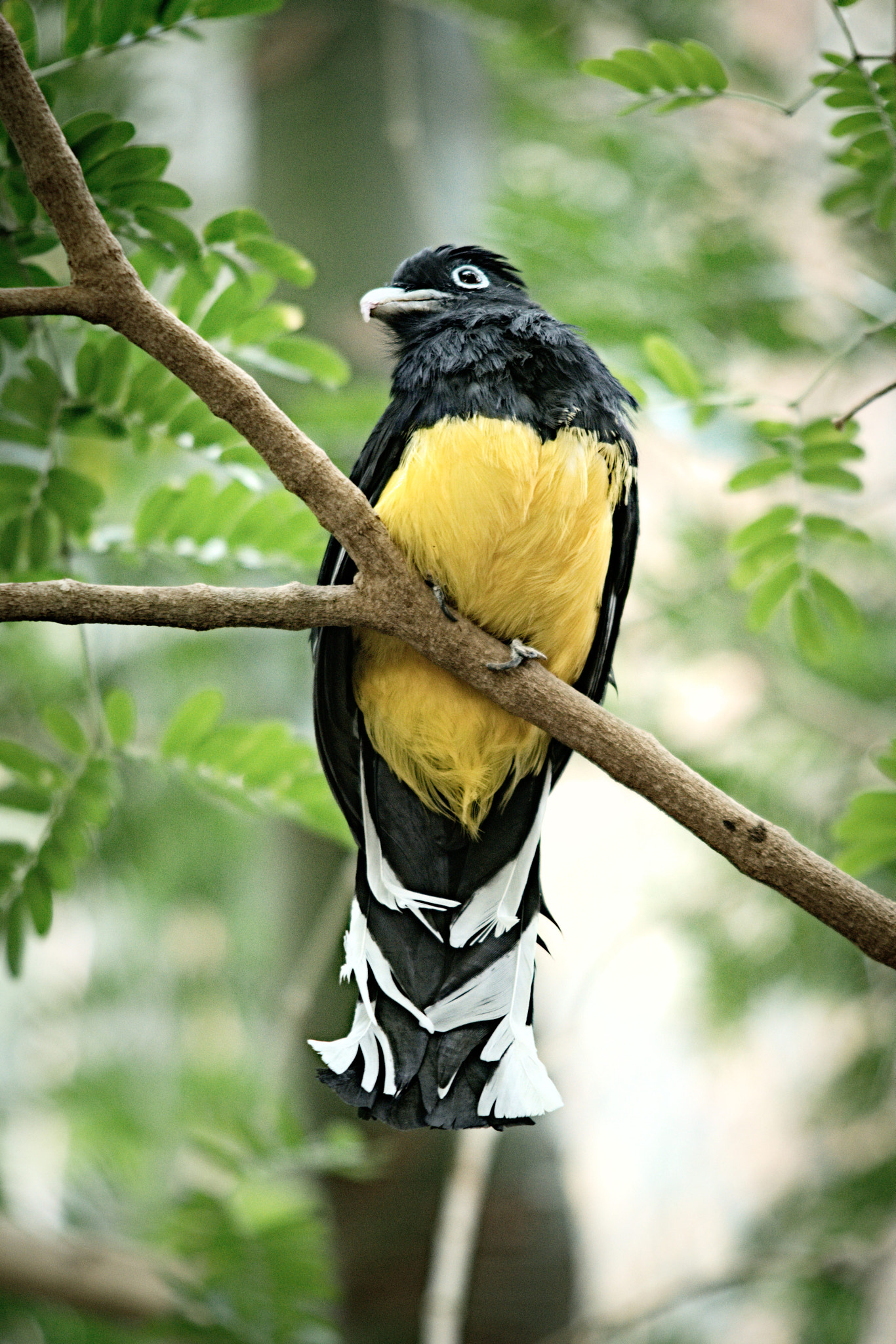 Nikon D800 + AF Zoom-Nikkor 35-135mm f/3.5-4.5 N sample photo. Green-backed trogon photography