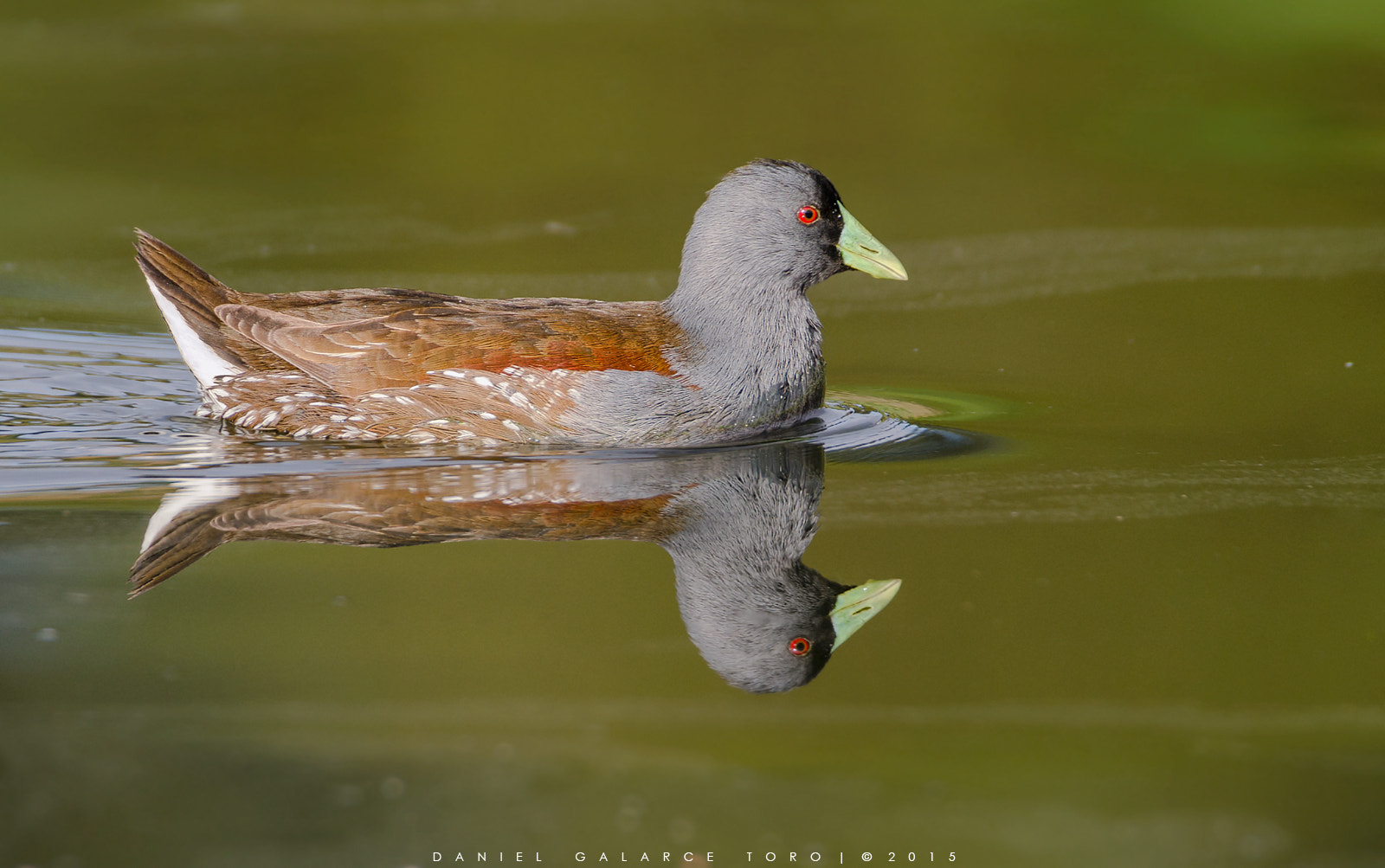 Sigma 50-500mm F4.5-6.3 DG OS HSM sample photo. Maitencillo photography
