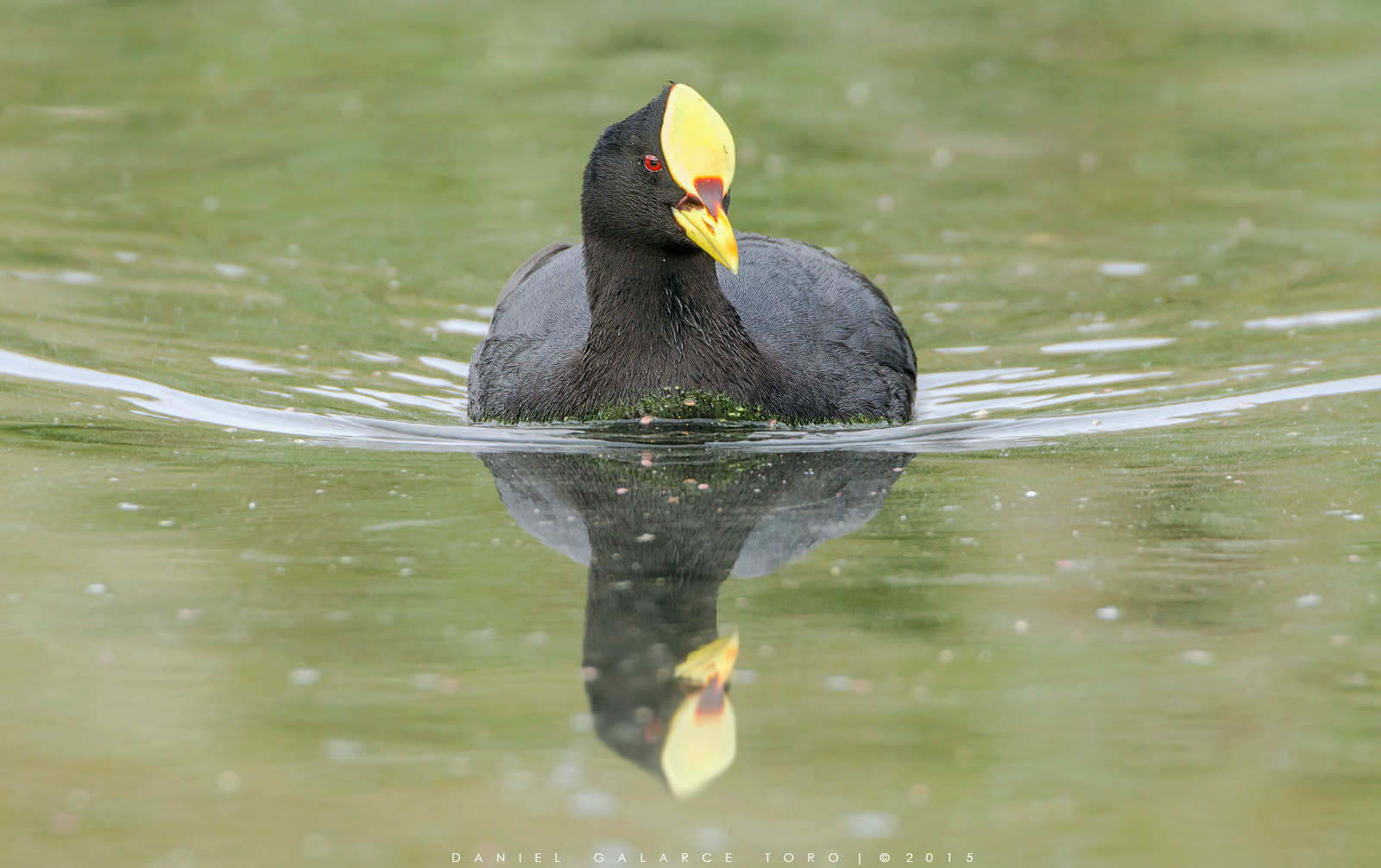 Sigma 50-500mm F4.5-6.3 DG OS HSM sample photo. Maitencillo photography