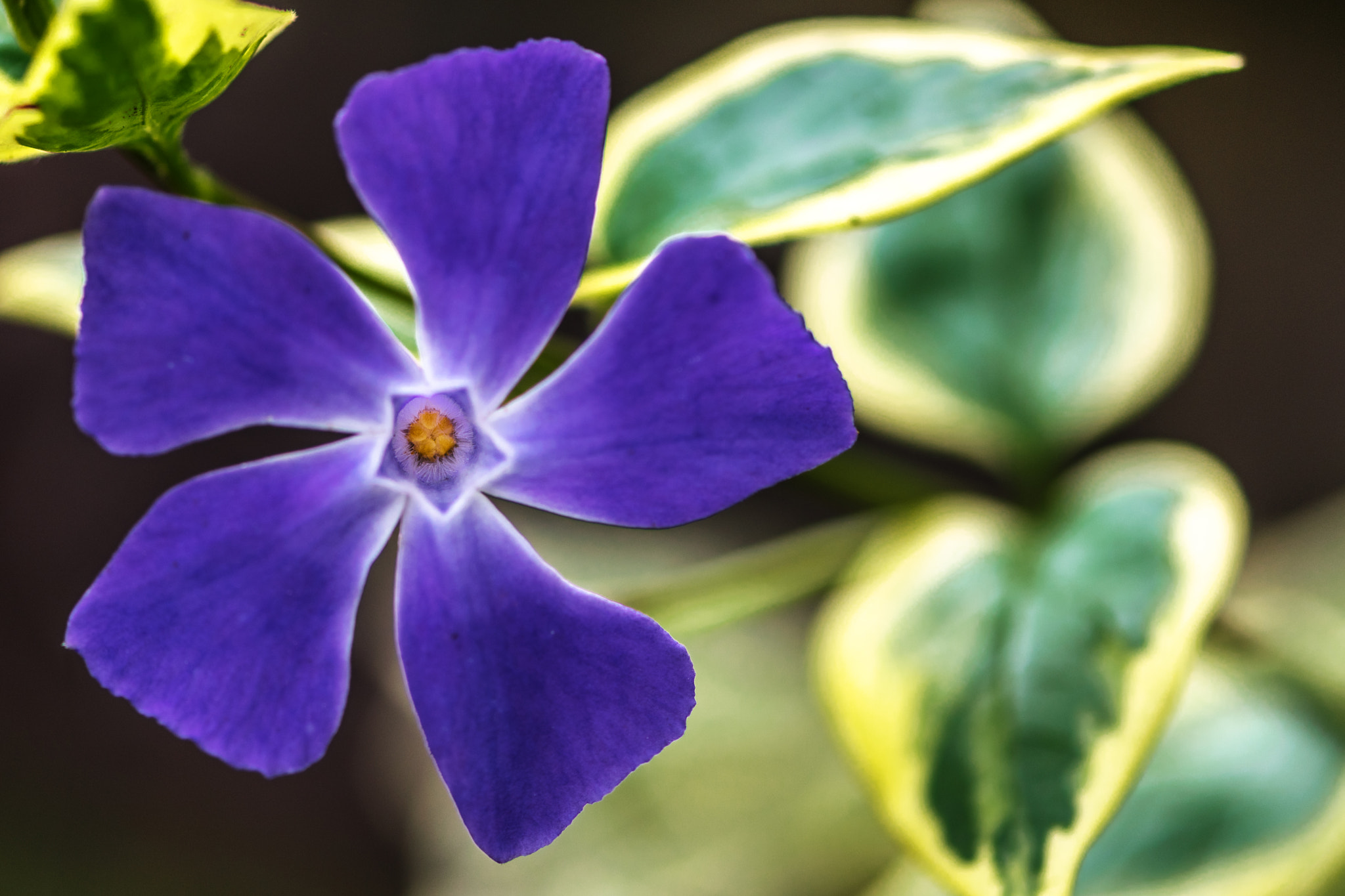 Nikon AF-S Micro-Nikkor 105mm F2.8G IF-ED VR sample photo. Vianca major flower photography