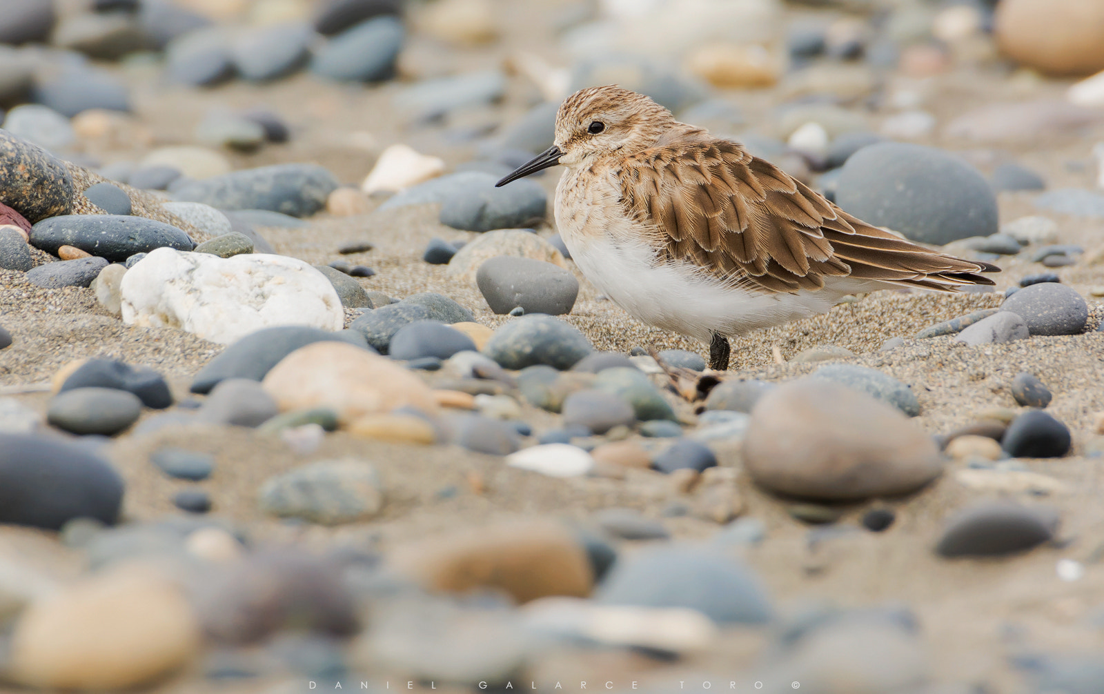 Sigma 50-500mm F4.5-6.3 DG OS HSM sample photo. Chiloe photography