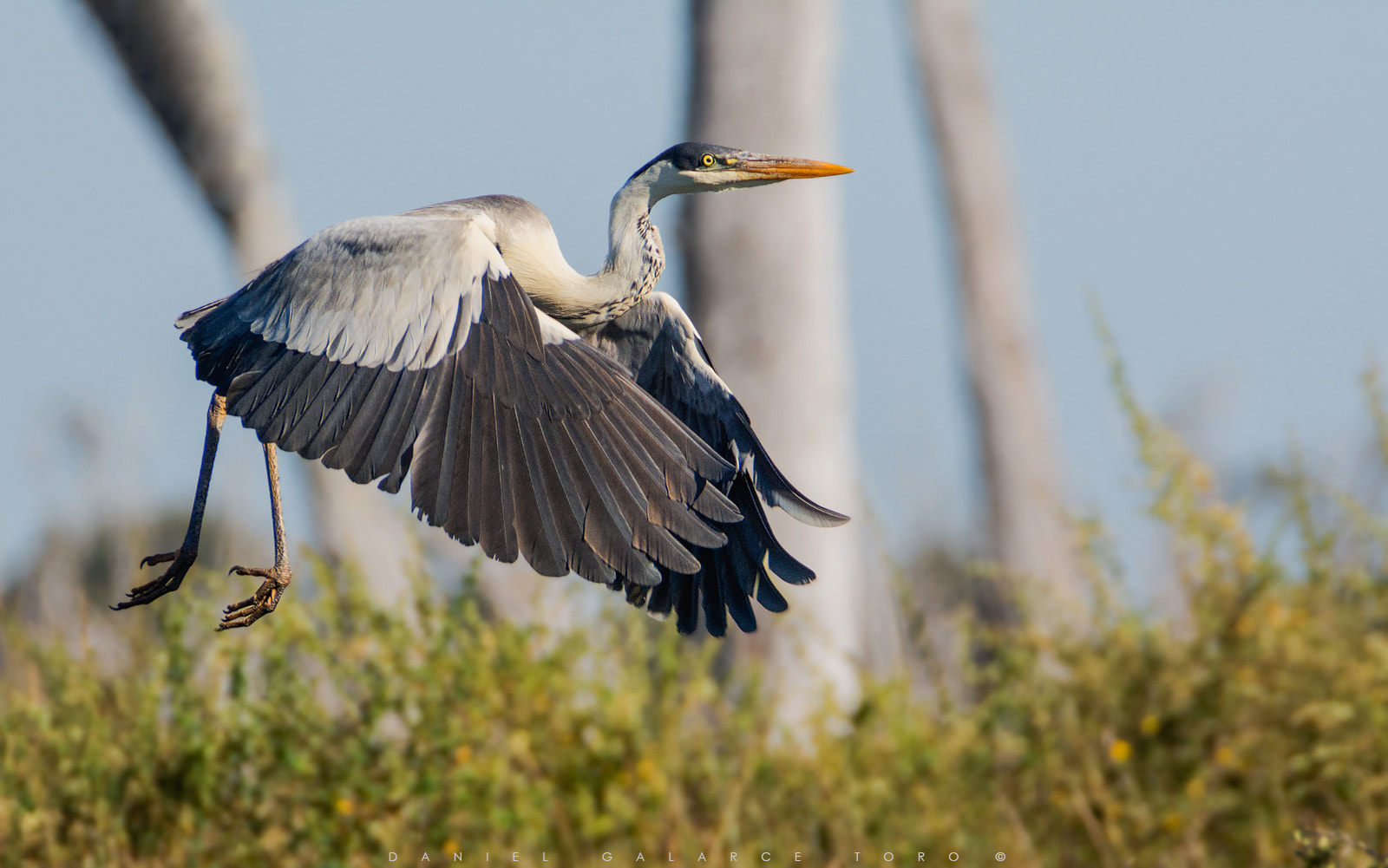 Nikon D7100 + Sigma 50-500mm F4.5-6.3 DG OS HSM sample photo. Chiloe photography