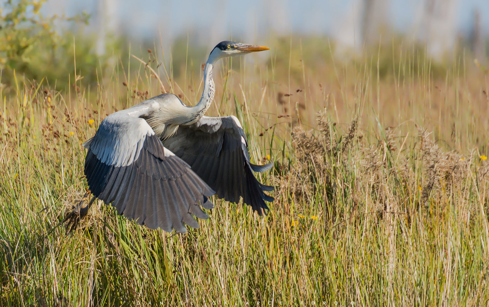 Sigma 50-500mm F4.5-6.3 DG OS HSM sample photo. Chiloe photography
