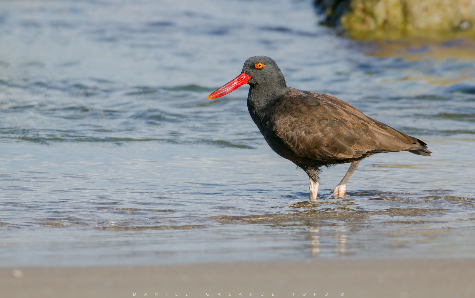 Nikon D5100 + Sigma 50-500mm F4.5-6.3 DG OS HSM sample photo. Maitencillo photography