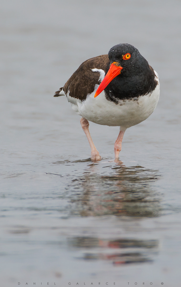 Nikon D7100 + Sigma 50-500mm F4.5-6.3 DG OS HSM sample photo. Chiloe photography