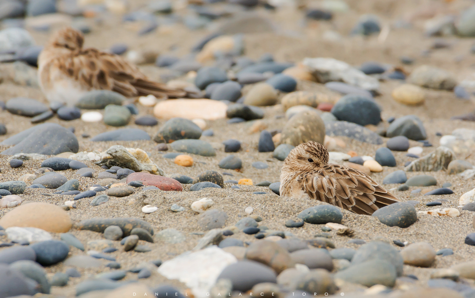Sigma 50-500mm F4.5-6.3 DG OS HSM sample photo. Chiloe photography