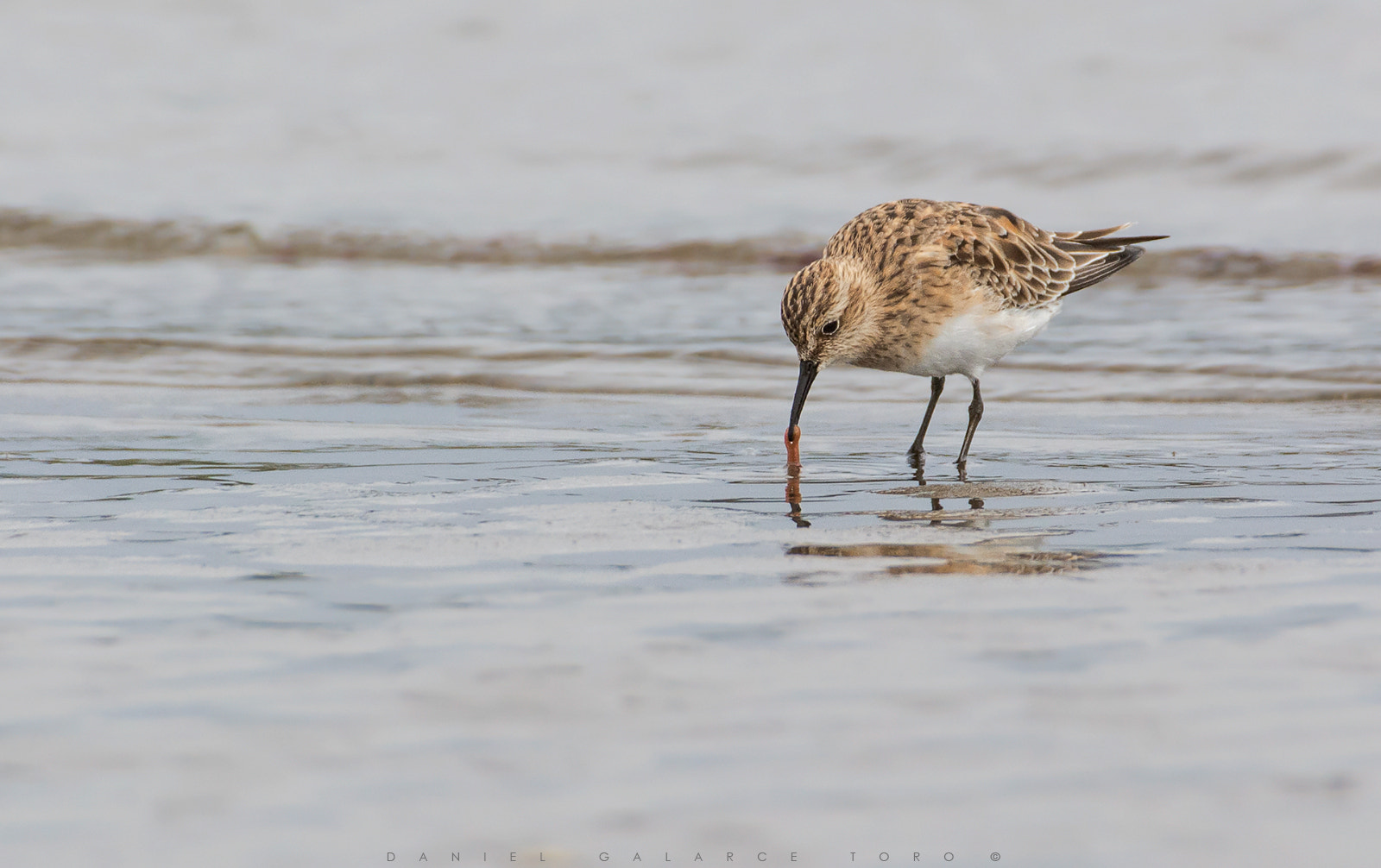 Sigma 50-500mm F4.5-6.3 DG OS HSM sample photo. Chiloe photography