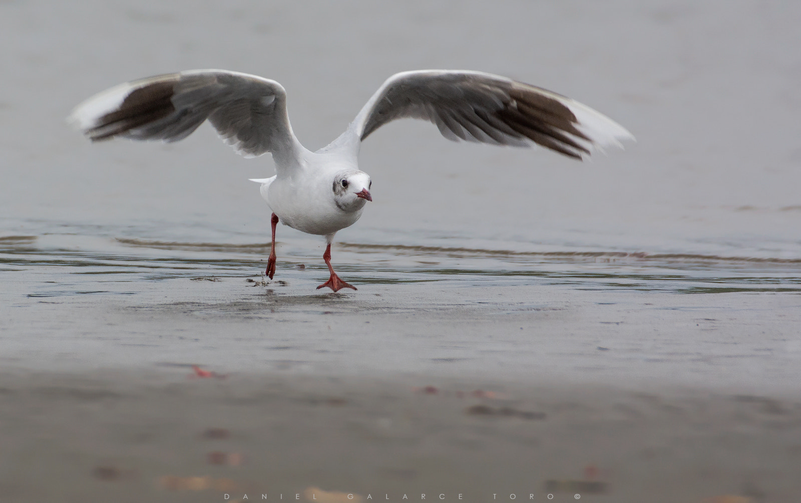 Nikon D7100 + Sigma 50-500mm F4.5-6.3 DG OS HSM sample photo. Chiloe photography