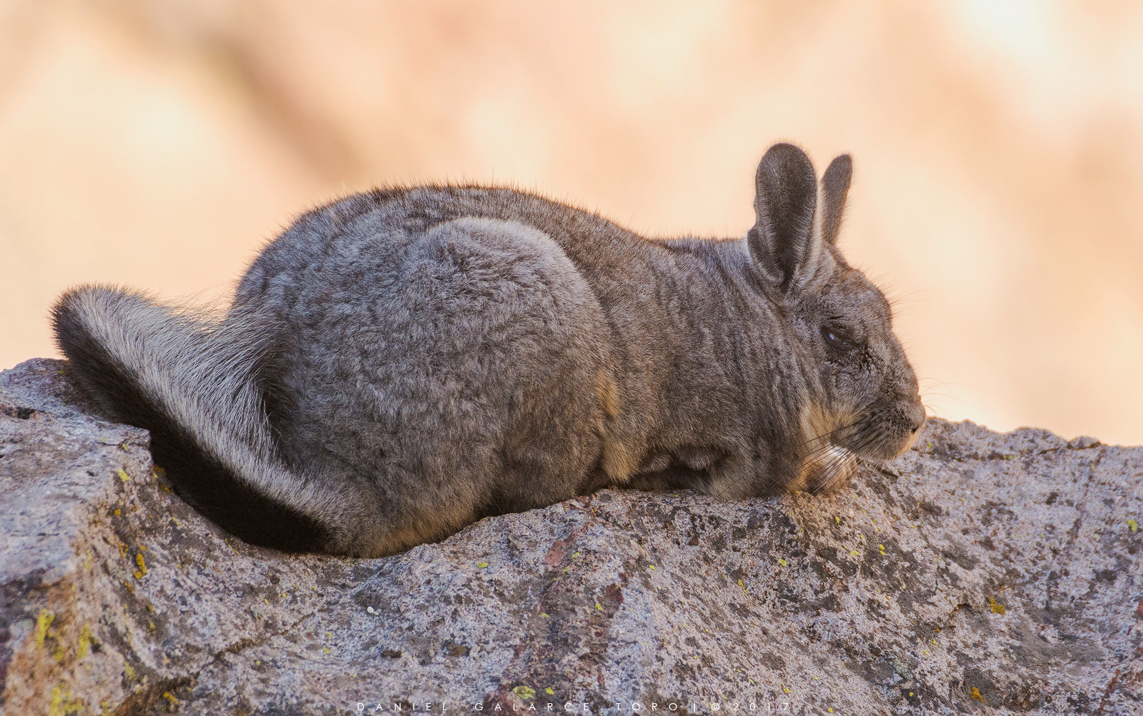 Sigma 50-500mm F4.5-6.3 DG OS HSM sample photo. Farellones photography