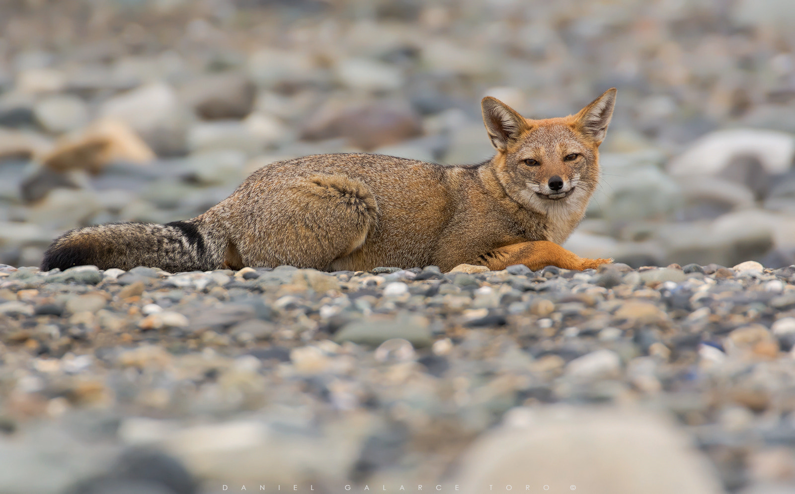 Sigma 50-500mm F4.5-6.3 DG OS HSM sample photo. Torresdelpaine photography