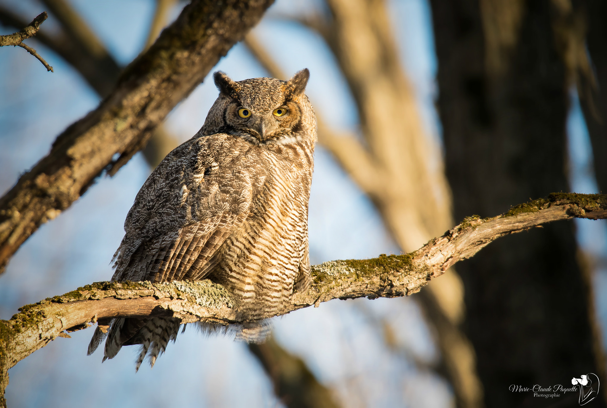 Sigma 50mm F2.8 EX DG Macro sample photo. Grand duc photography