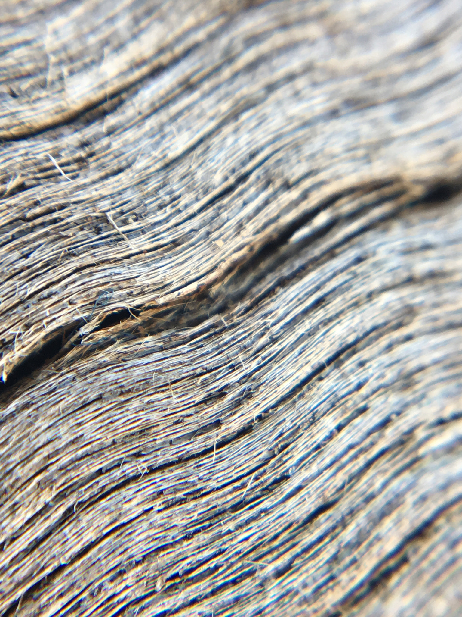 Apple iPhone8,1 sample photo. Dry wood texture macro photography