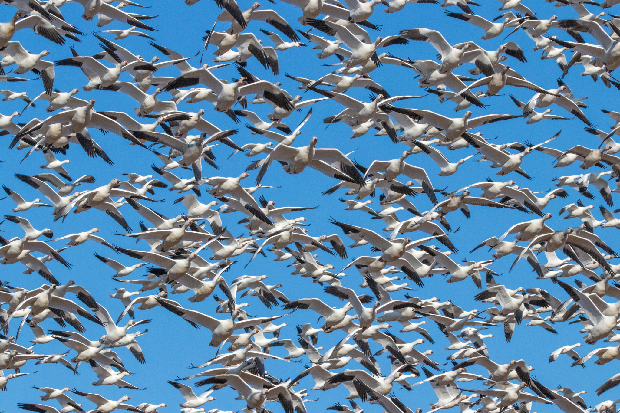 Canon EOS 80D + Canon EF 70-200mm F2.8L IS II USM sample photo. Snow geese in migrating photography