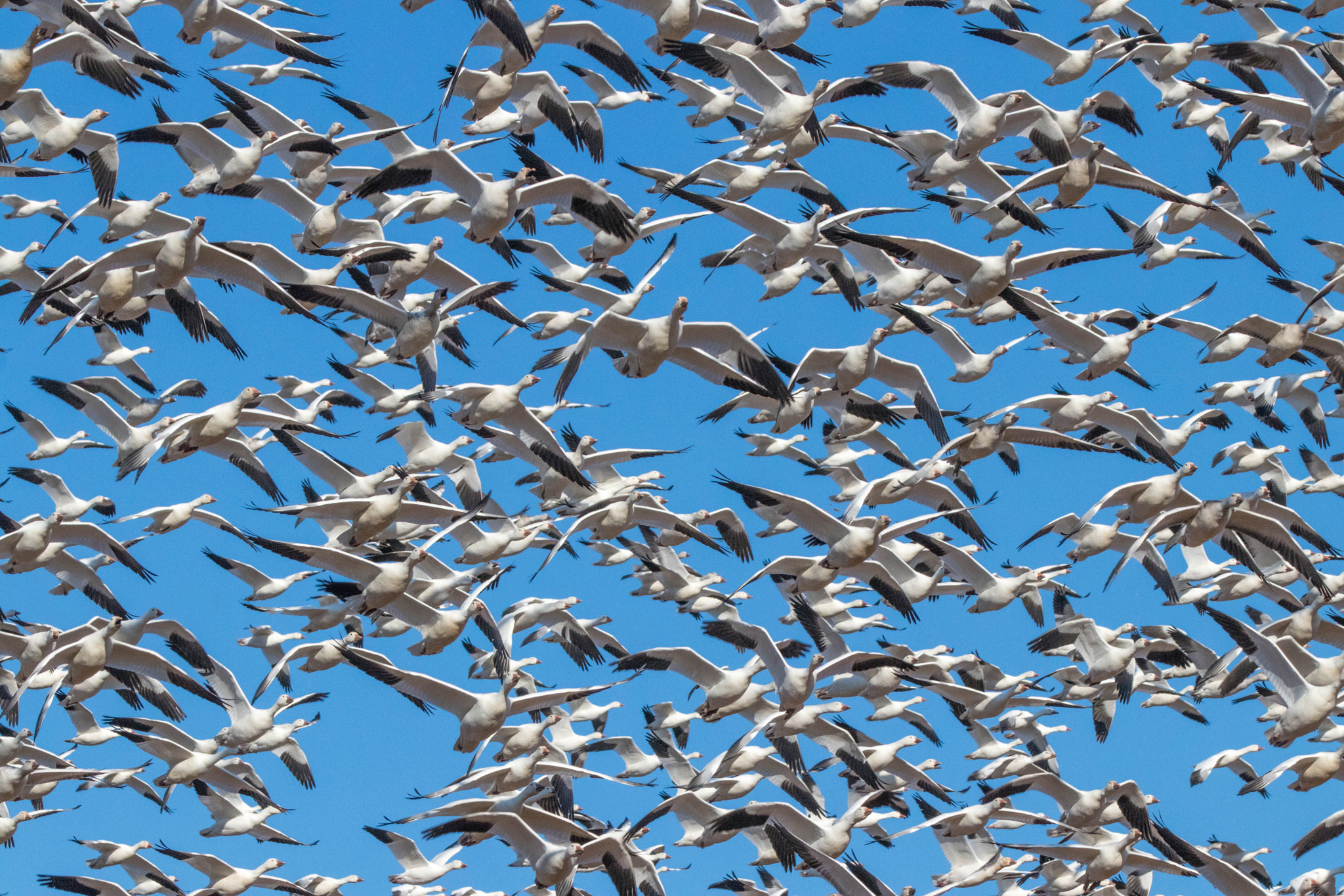 Canon EF 70-200mm F2.8L IS II USM sample photo. Snow geese in migrating photography