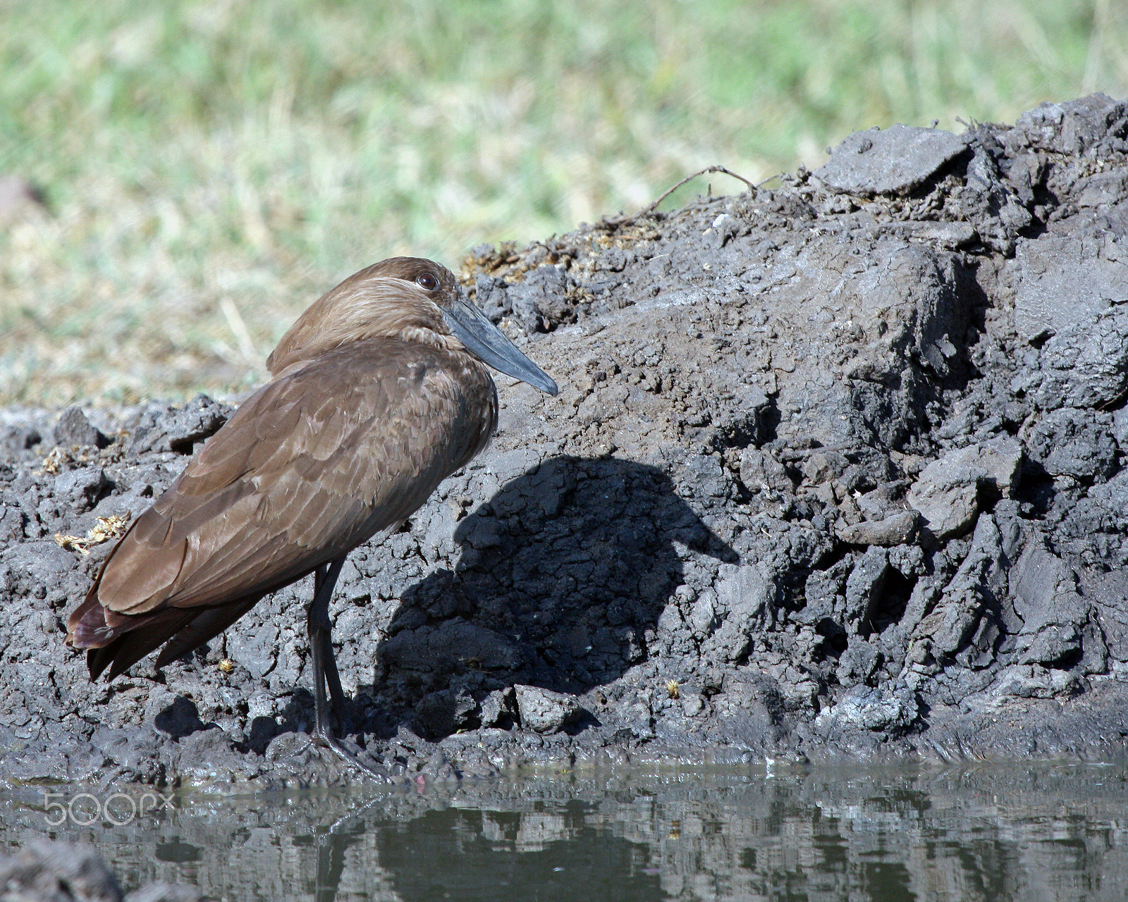 Canon EF 100-400mm F4.5-5.6L IS USM sample photo. Hamerkop photography