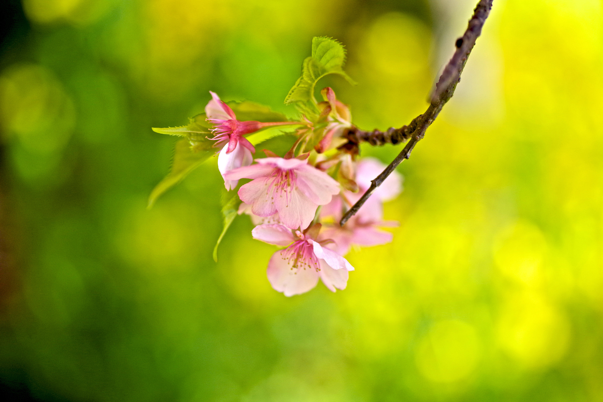 Pentax K-1 sample photo. Field mustard cherry photography