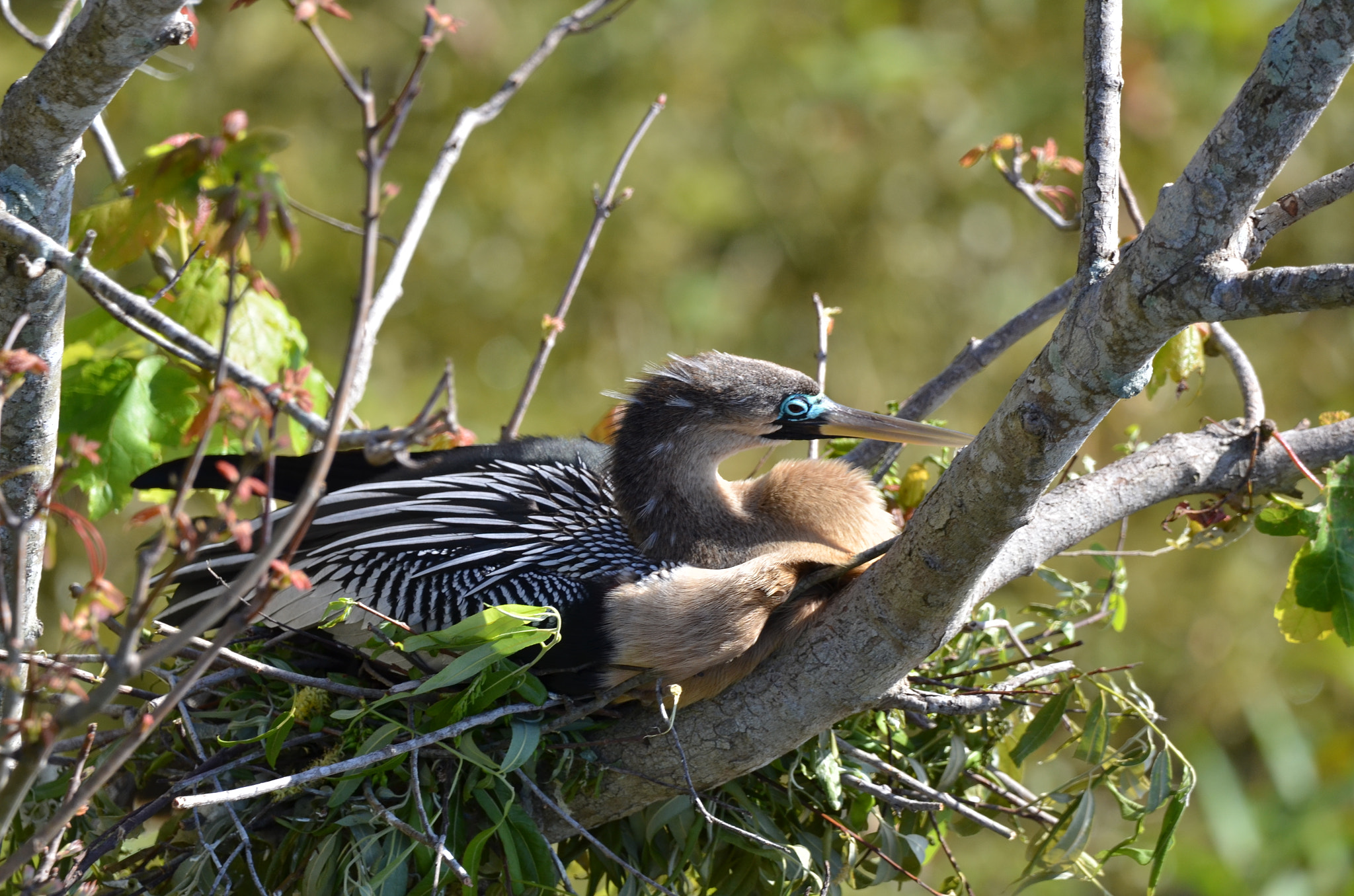 Sigma 150-600mm F5-6.3 DG OS HSM | C sample photo. Female anhinga photography