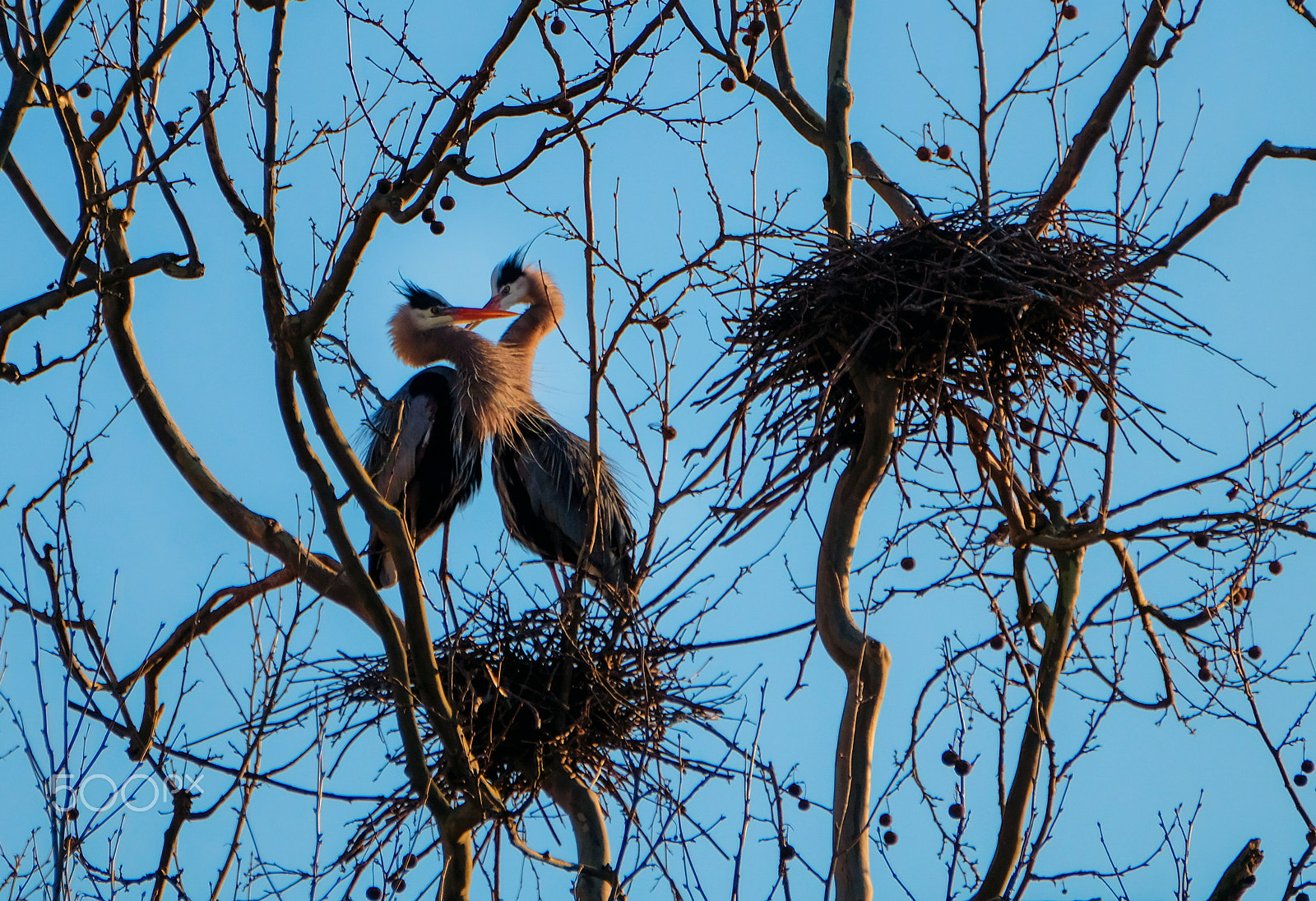 Fujifilm XF 100-400mm F4.5-5.6 R LM OIS WR sample photo. Cvnp love birds photography