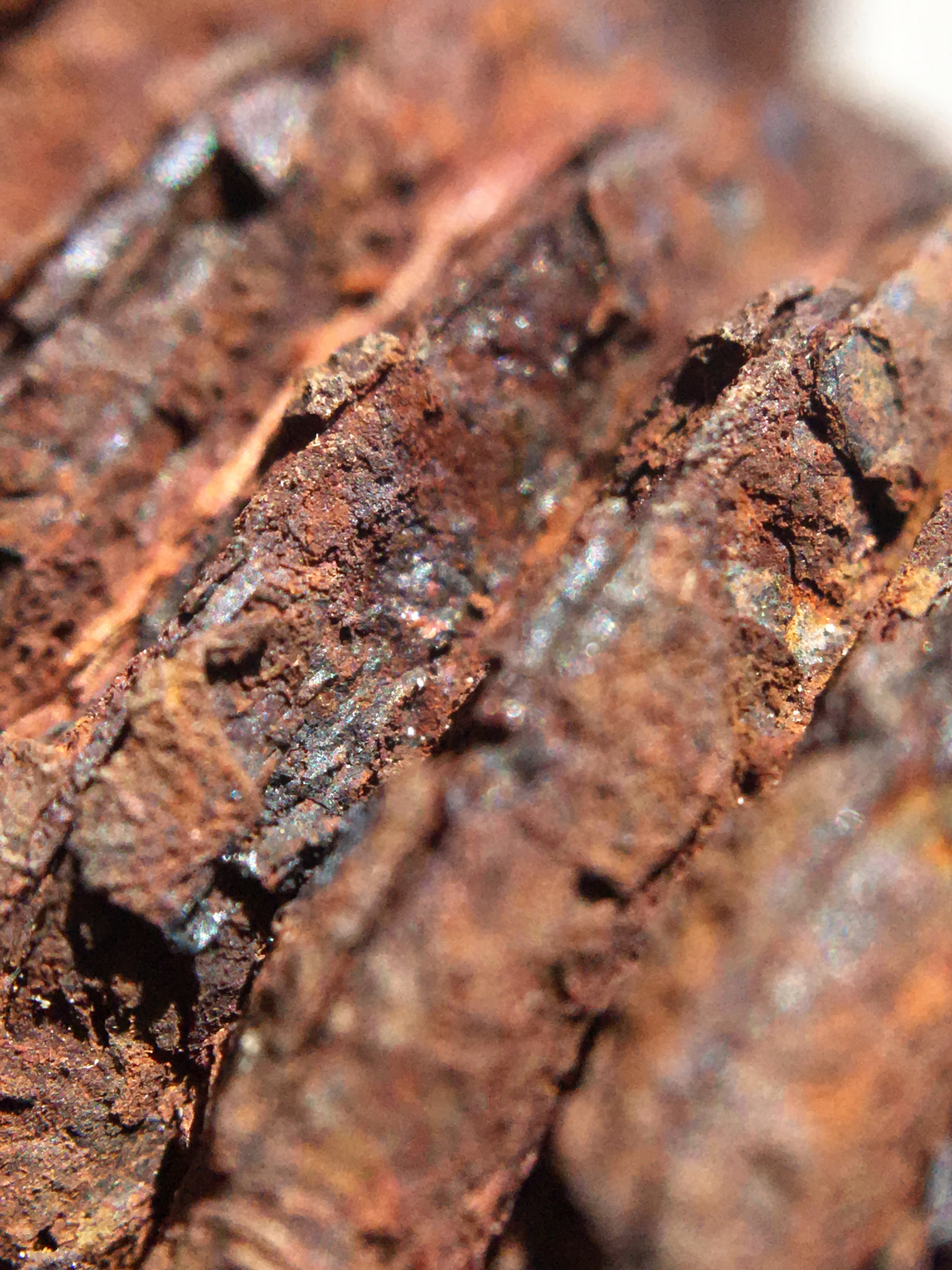 Apple iPhone8,1 sample photo. Rusty threads macro photography