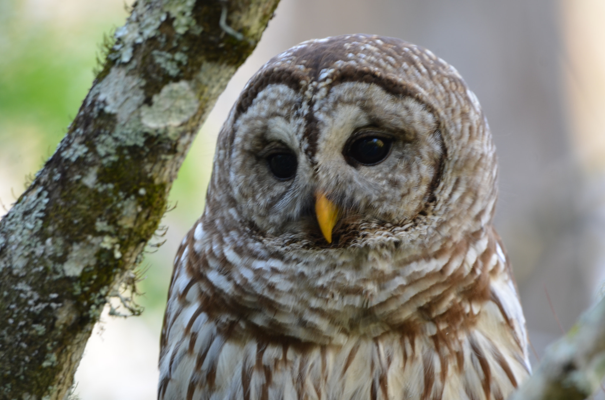 Sigma 150-600mm F5-6.3 DG OS HSM | C sample photo. Barred owl photography