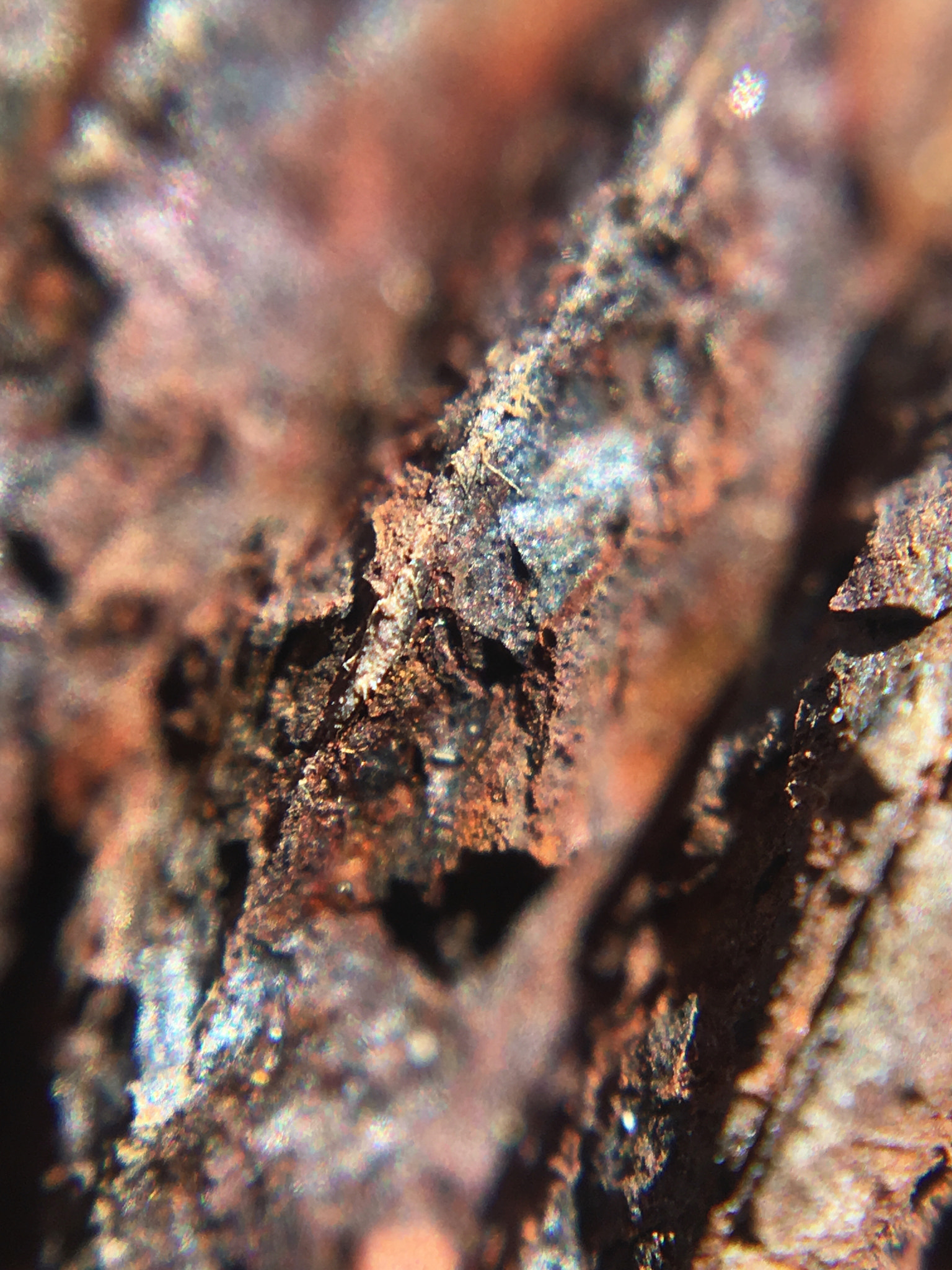 Apple iPhone8,1 sample photo. Rusty threads edge full macro photography
