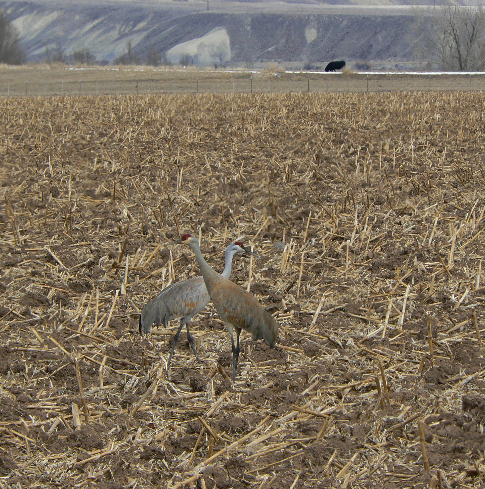 Panasonic DMC-FZ7 sample photo. Dancing cranes photography