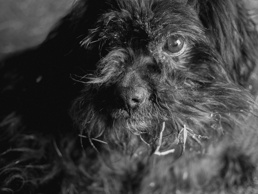 Olympus OM-D E-M10 + Panasonic Lumix G 20mm F1.7 ASPH sample photo. Barn dogs 'n best buds  photography