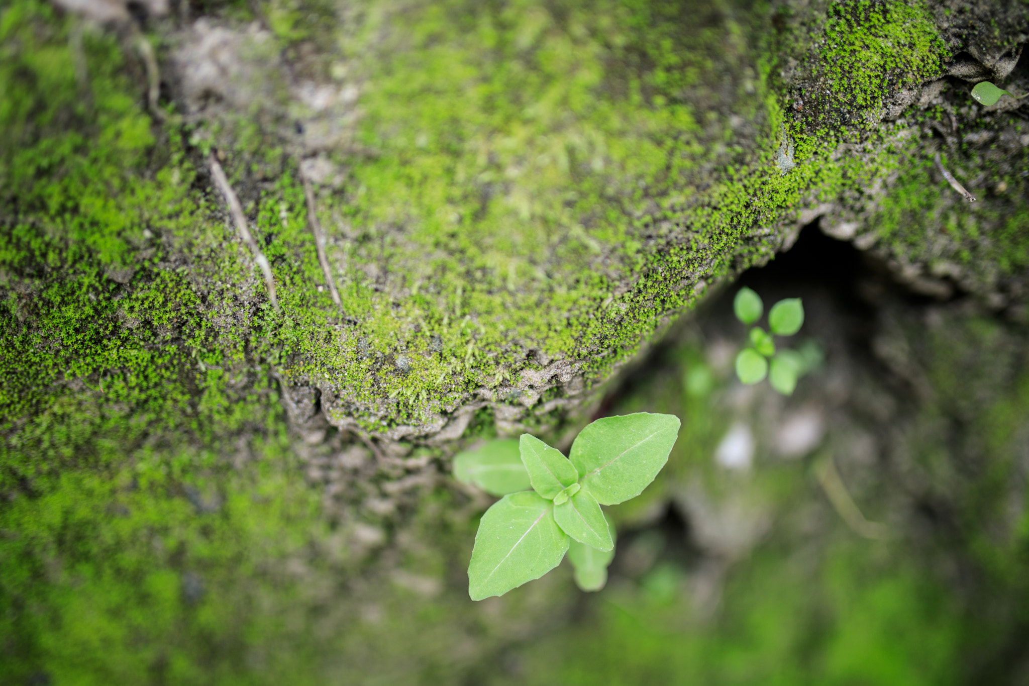 Sigma 35mm F1.4 DG HSM Art sample photo. New growth photography