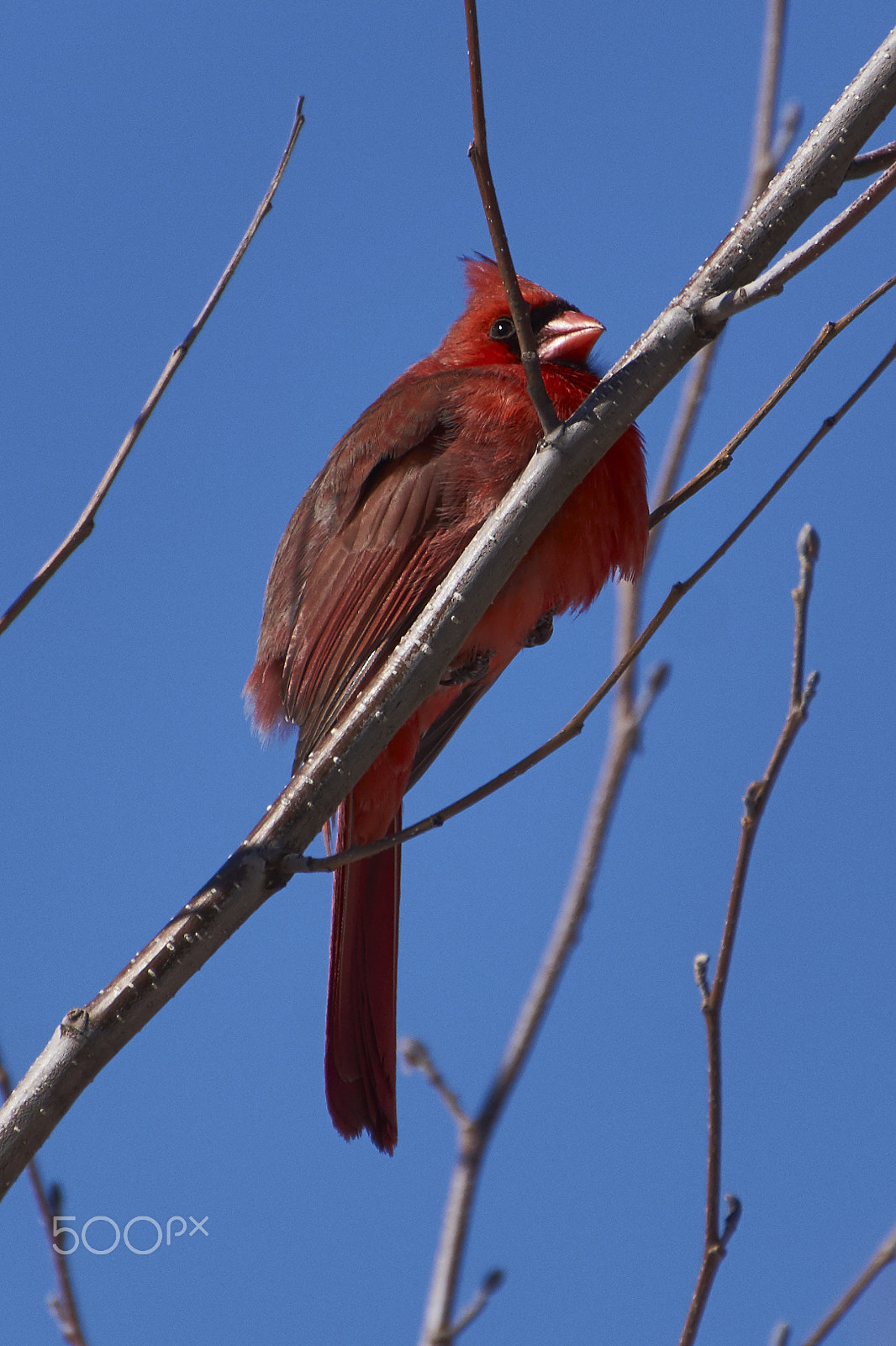 Sony SLT-A65 (SLT-A65V) + DT 18-270mm F3.5-6.3 SSM sample photo. Cardinal mâle photography