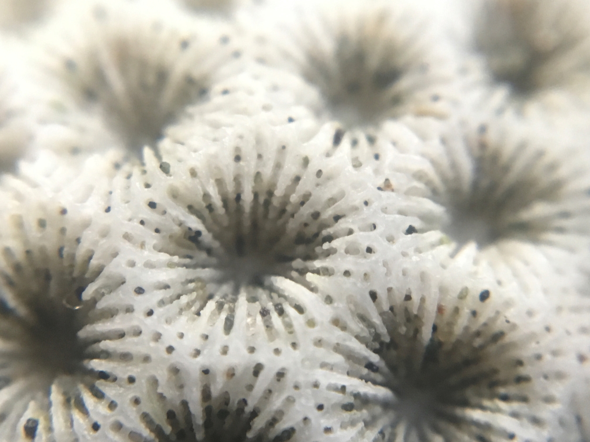 Apple iPhone8,1 sample photo. Corals rock patterns photography